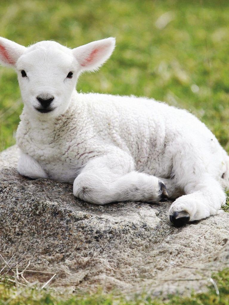 768x1024 Free download Baby Sheep Sitting PhotoHD WallpaperImagesPicture [1920x1200] for your Desktop, Mobile & Tablet. Explore Lamb Wallpaper. Lamb Of God Wallpaper, Easter Lamb Wallpaper, Lion and Lamb Wallpaper