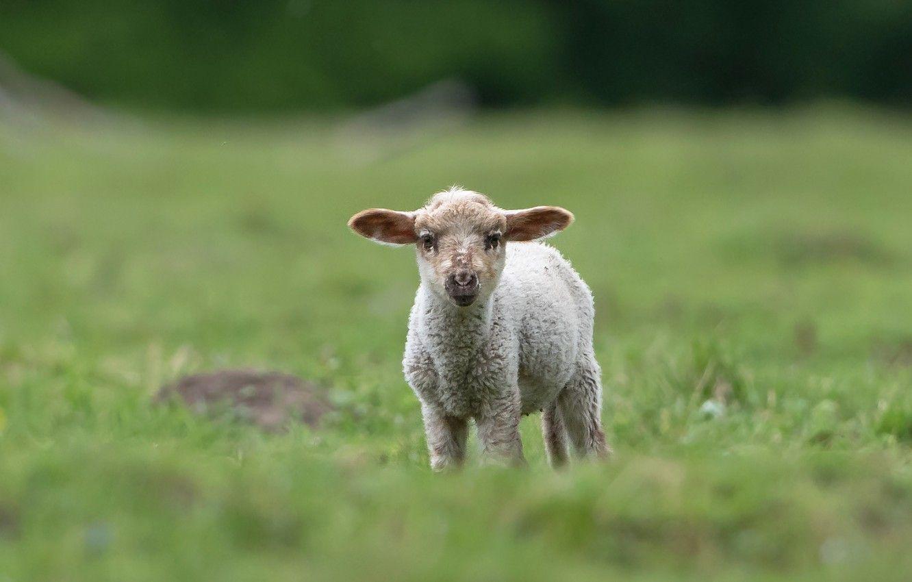 1332x850 Wallpaper background, glade, baby, lamb, cub, sheep, sheep, lamb, lamb image for desktop, section животные