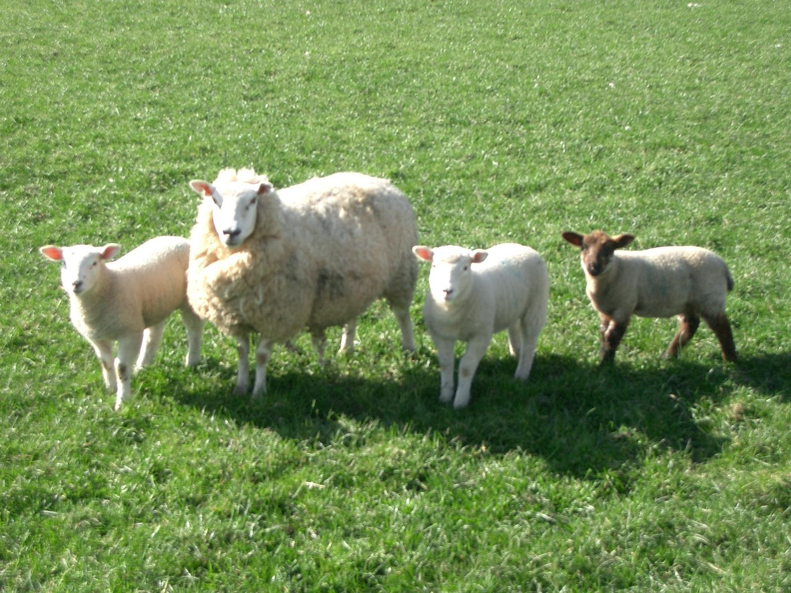 1600x1200 Sheep Wallpaper. Image and animals Sheep picture (716)