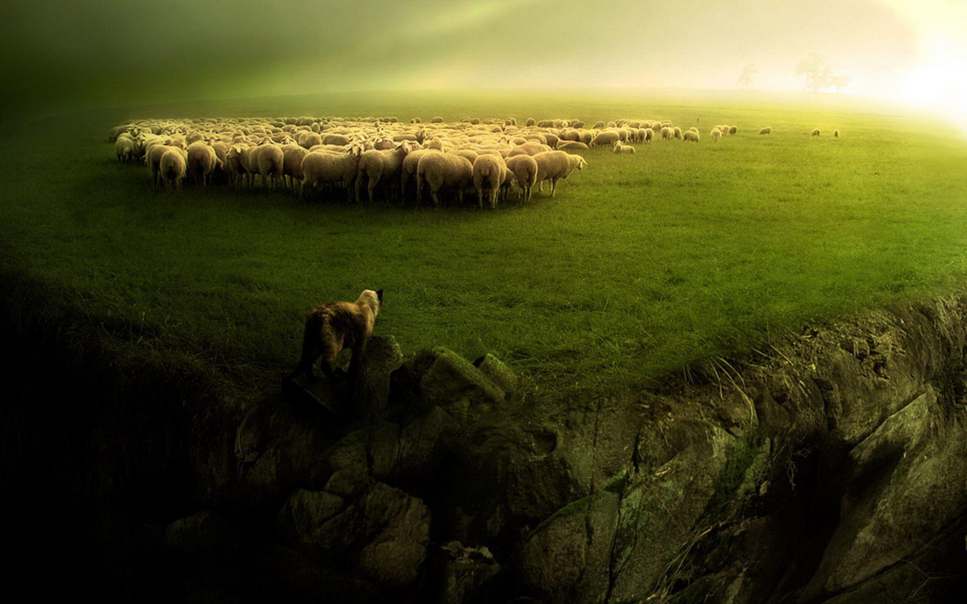 1920x1200 Sheep Background. Dall Sheep Wallpaper, Barbary Sheep Wallpaper and Suicide Sheep Wallpaper