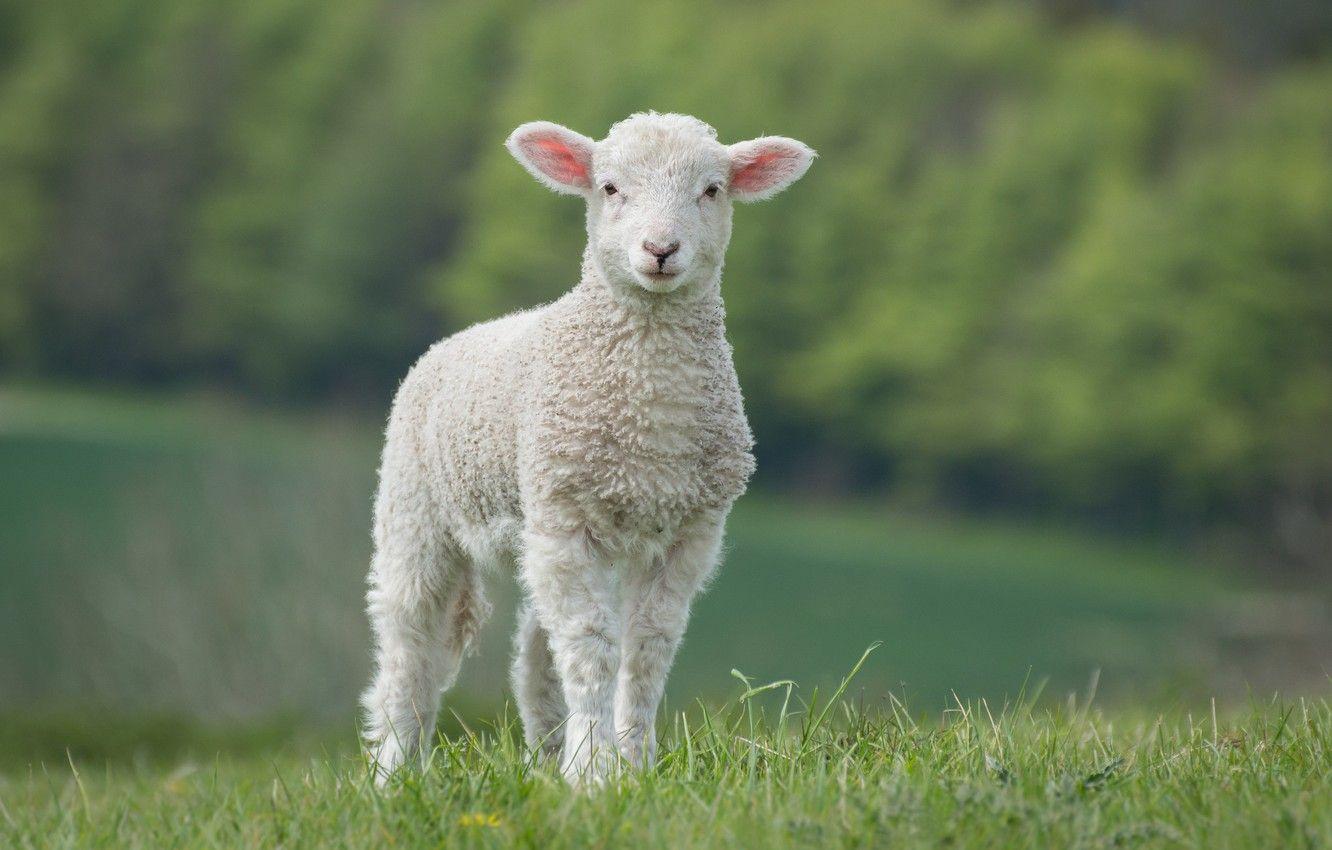 1332x850 Wallpaper field, white, grass, nature, green, background, baby, lamb, sheep, sheep, lamb image for desktop, section животные