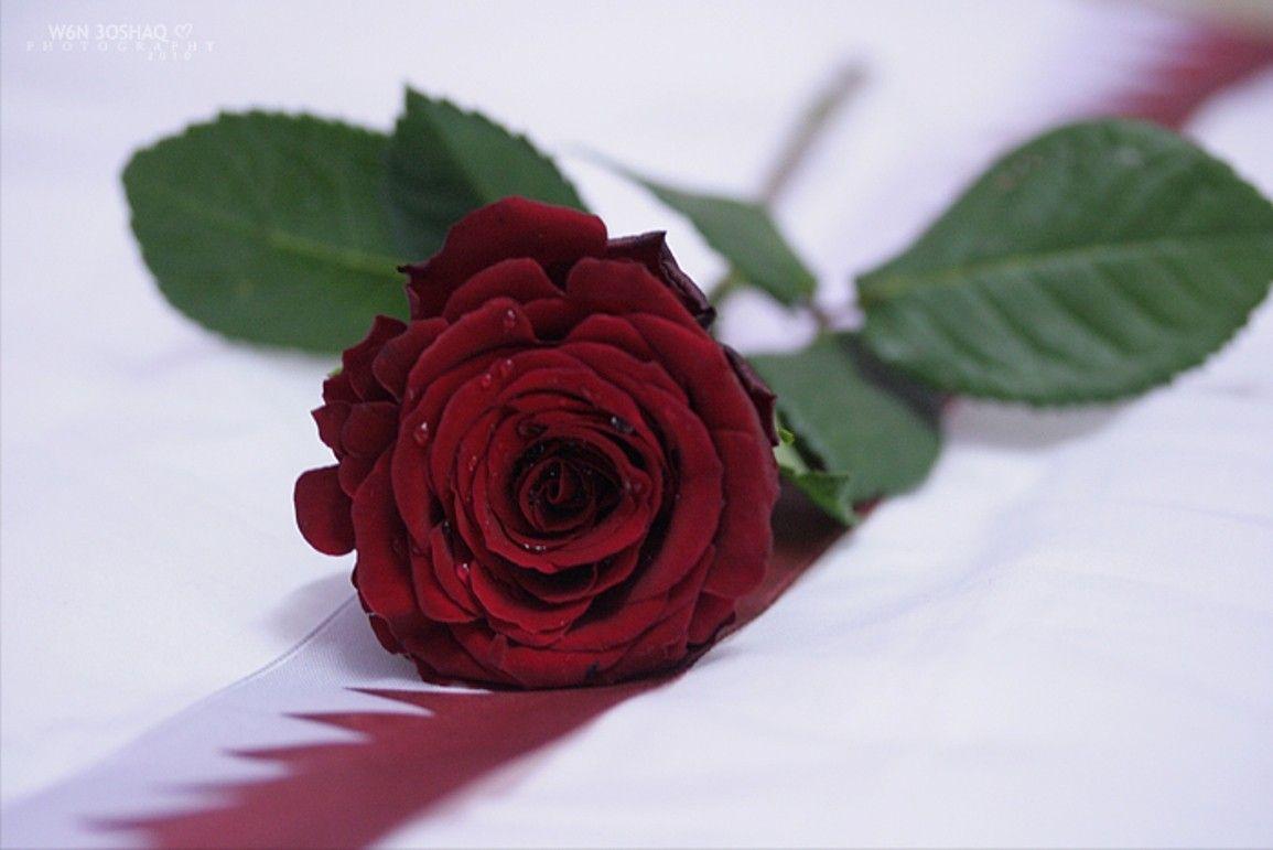 1155x771 Red Flower Rose Flag National Qatar Patriotic Day Wallpaper Roses, Download Wallpaper