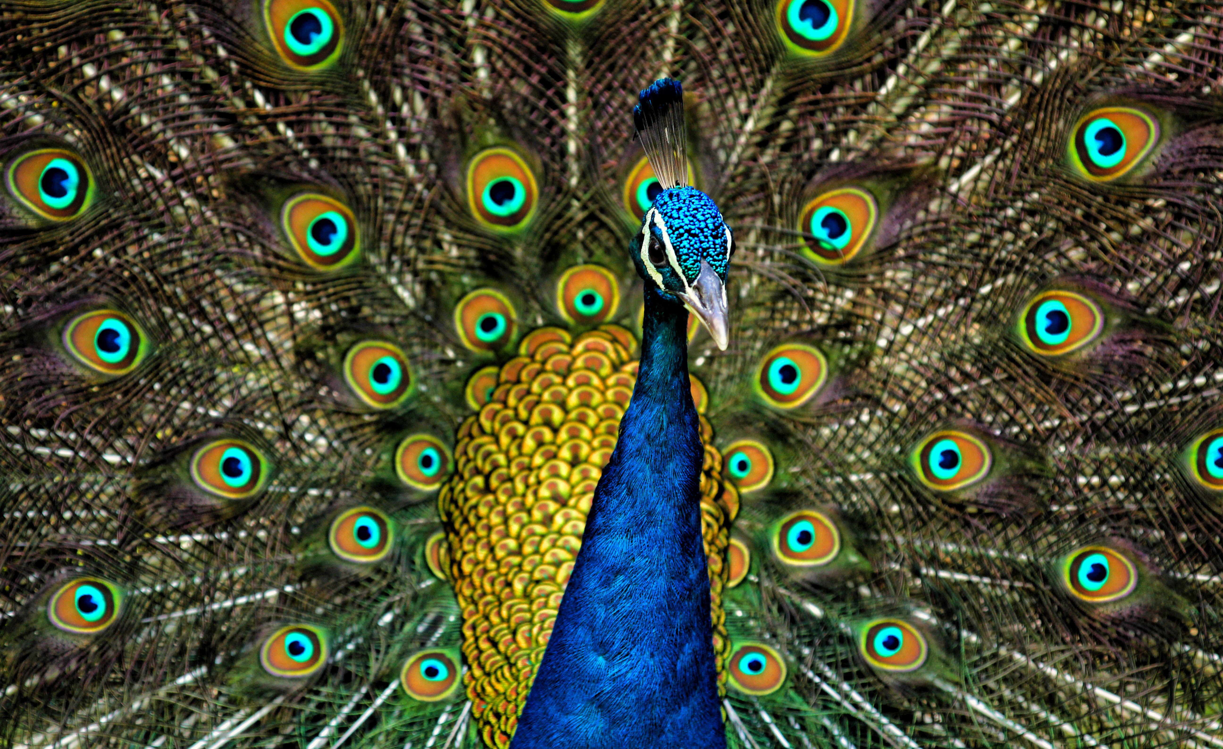 Black Peacock Wallpapers - Top Free Black Peacock Backgrounds