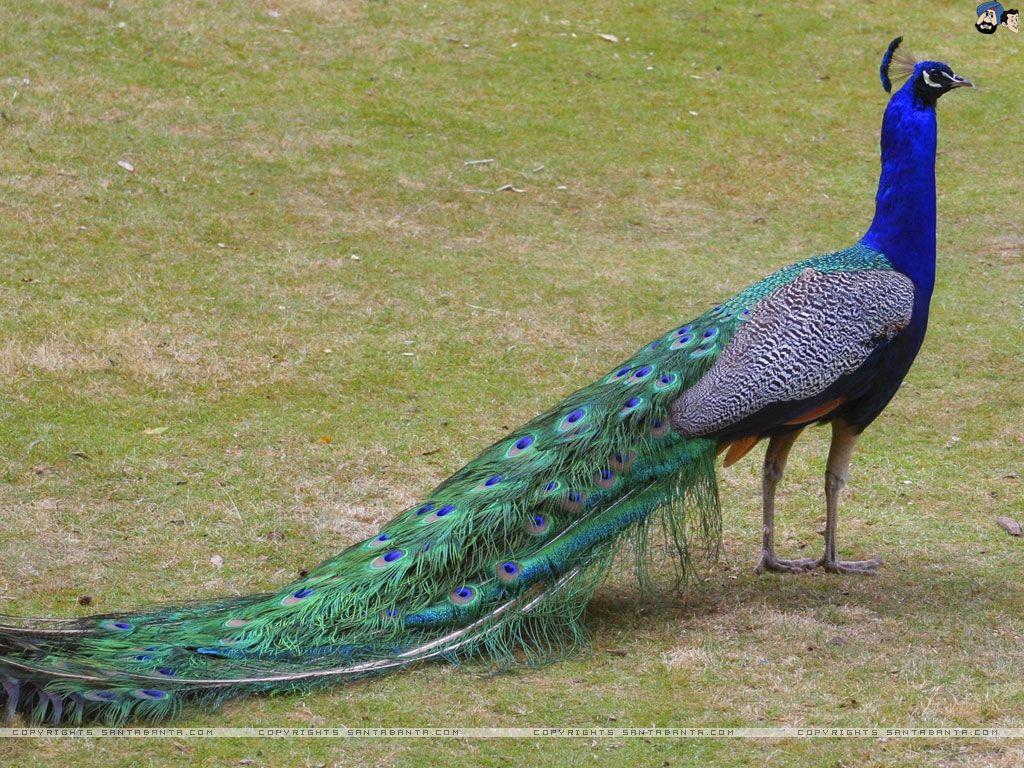 Peafowl Wallpapers - Top Free Peafowl Backgrounds - WallpaperAccess