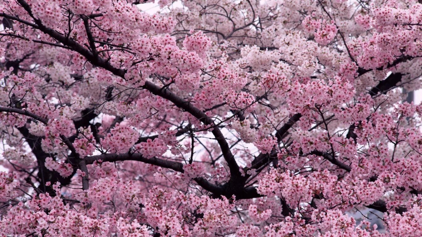 Cherry Blossom Art Wallpapers - Top Free Cherry Blossom Art Backgrounds - WallpaperAccess