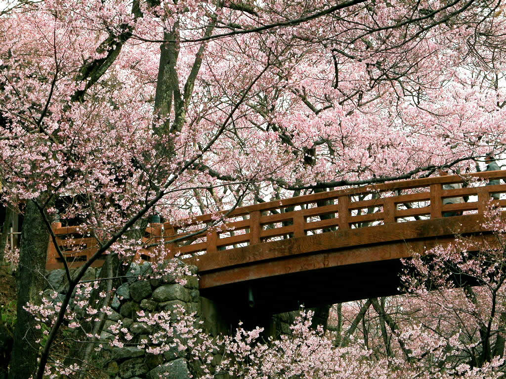 1024x768 Japanese Cherry Blossom Wallpaper