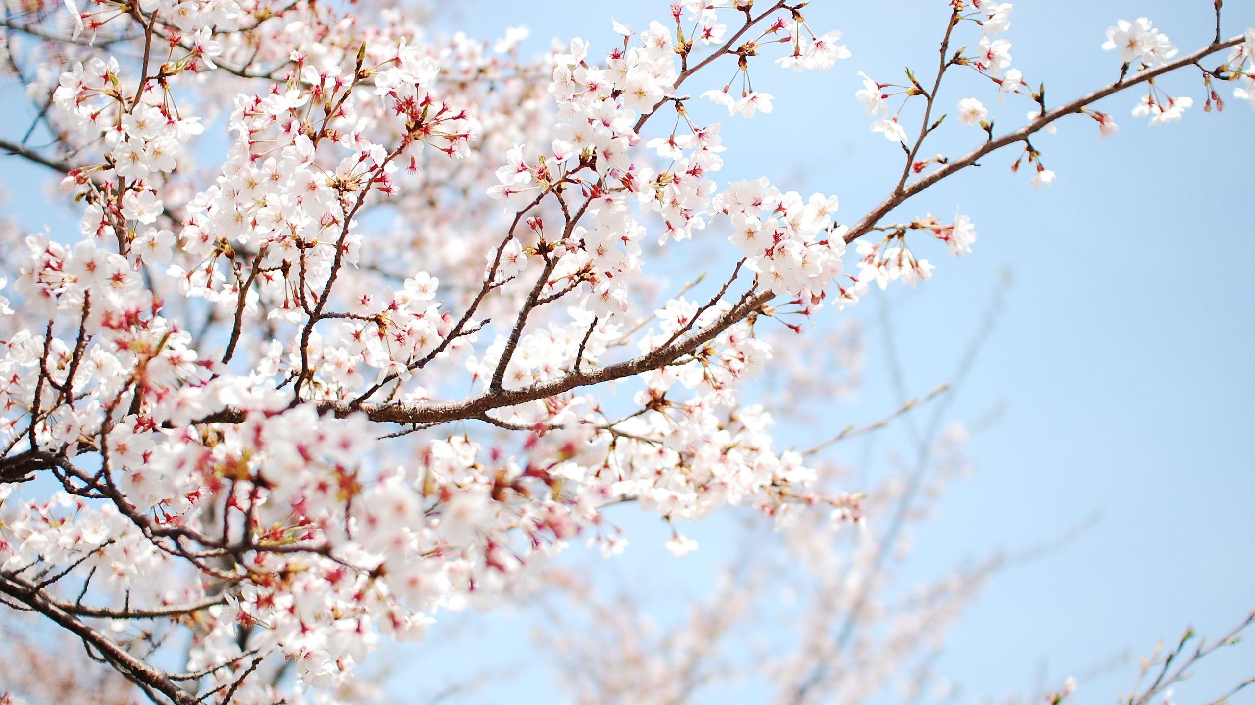 2560x1440 Cherry Blossom Wallpaper 2560x1440px