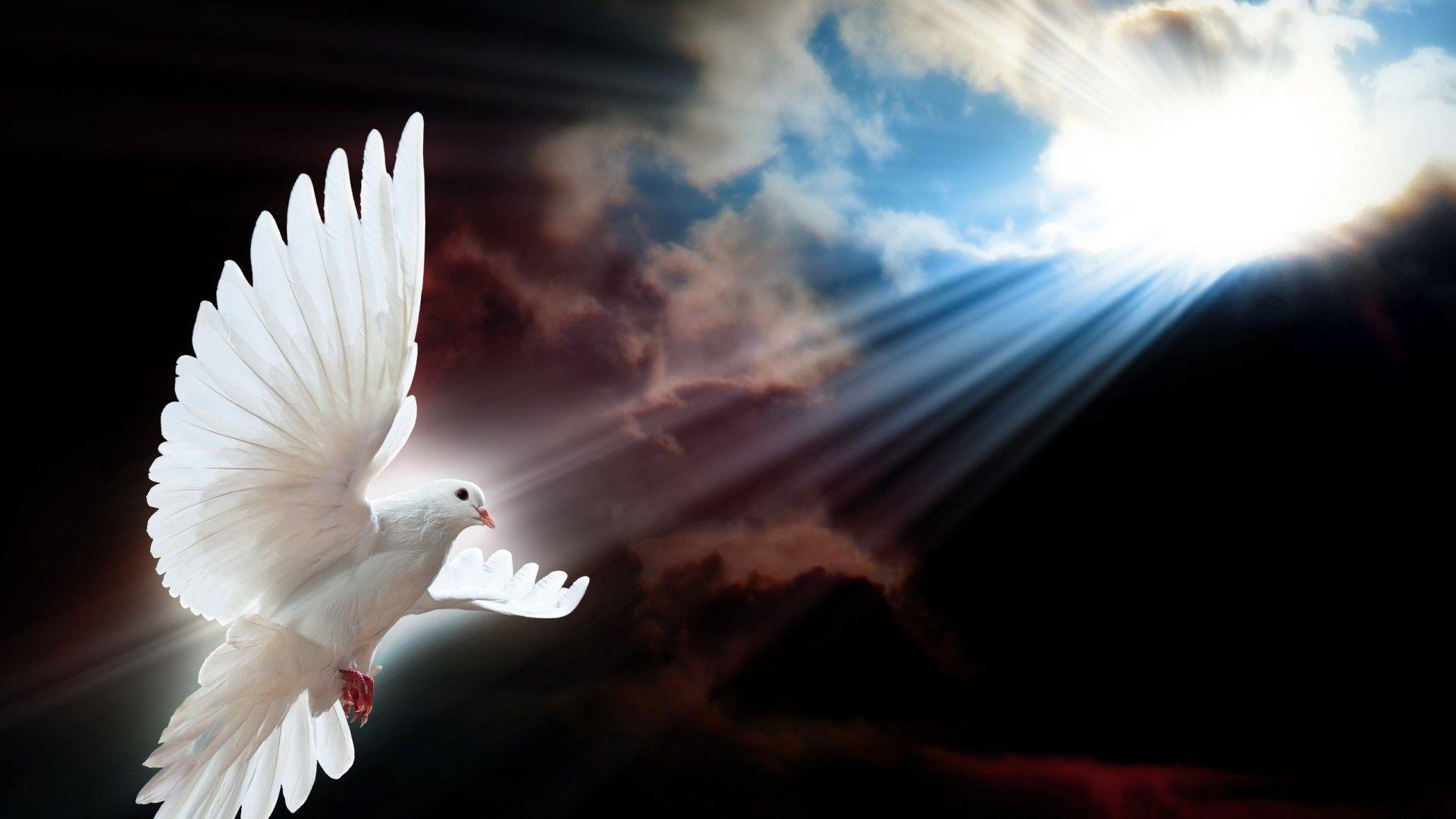 1920x1080 image of doves: Holy Spirit Dove Wallpaper