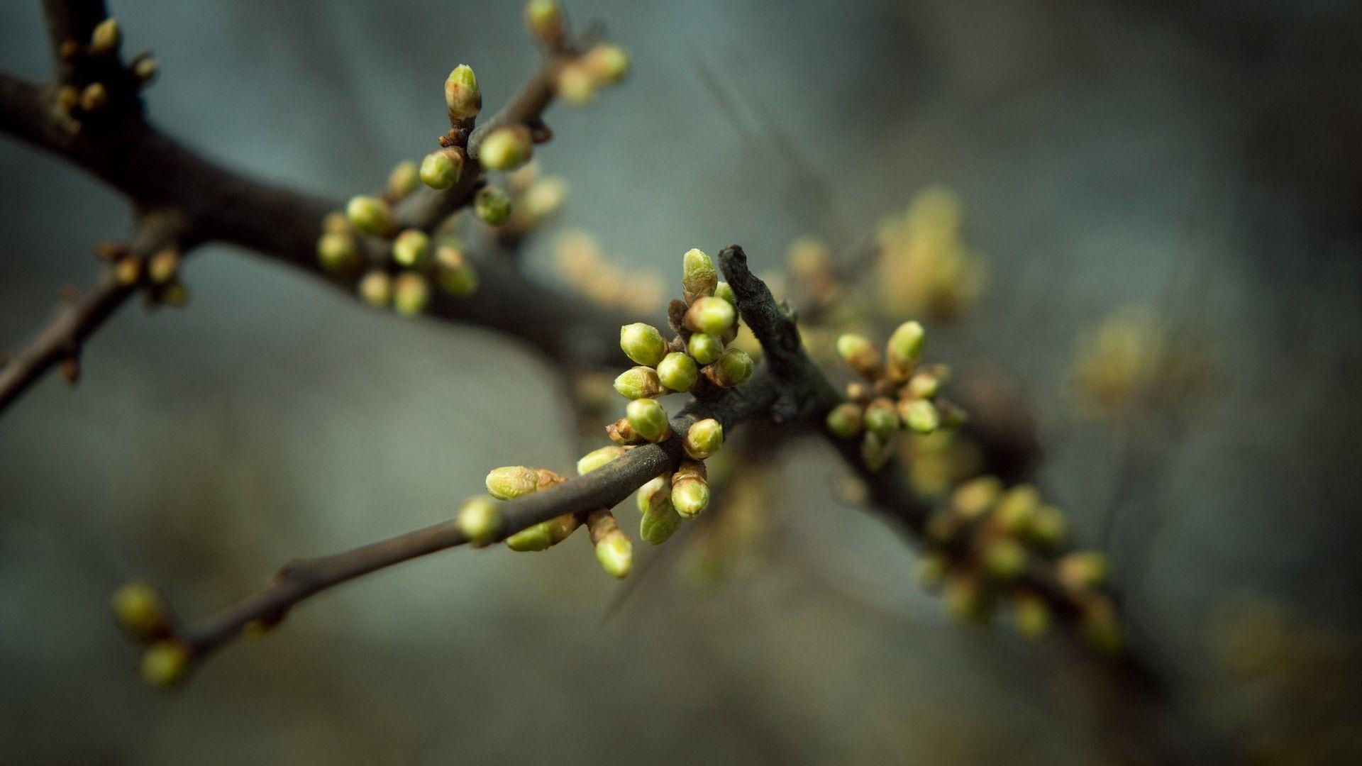 1920x1080 Depth Of Field HD Wallpaperx1080