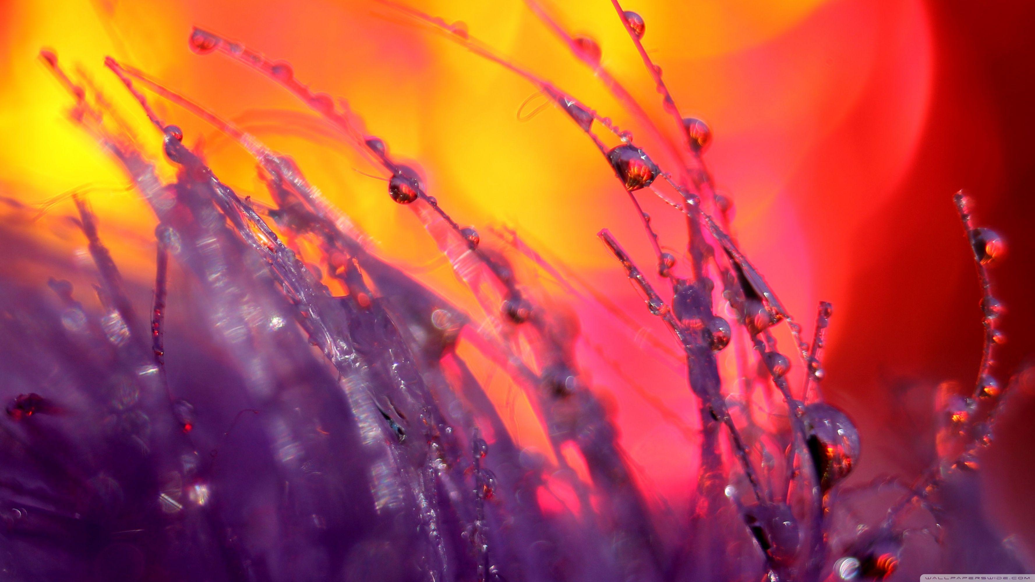 3554x1999 Depth Of Field Ultra HD Desktop Background Wallpaper for 4K UHD TV : Widescreen & UltraWide Desktop & Laptop : Tablet