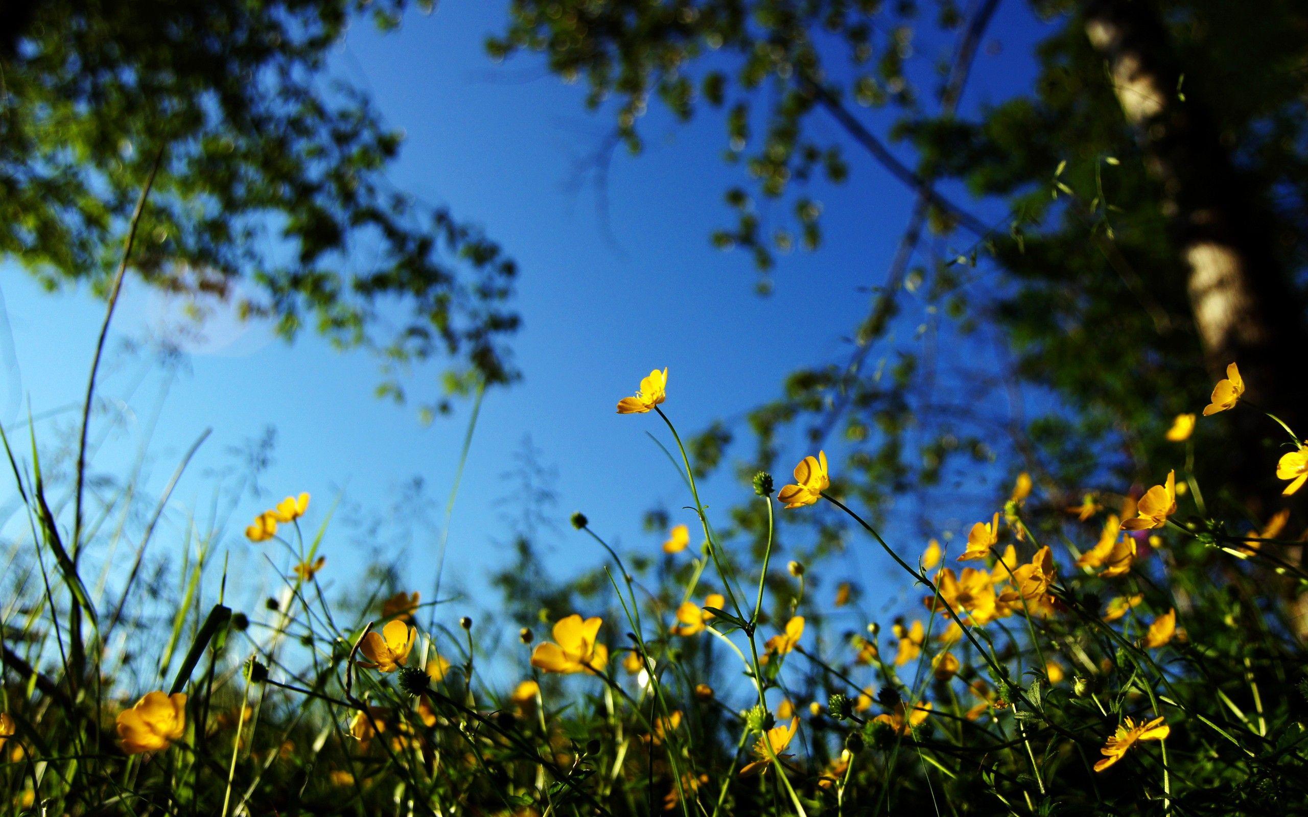 2560x1600 Flowers Desktop Wallpaper > 786581 Depth of Field Background