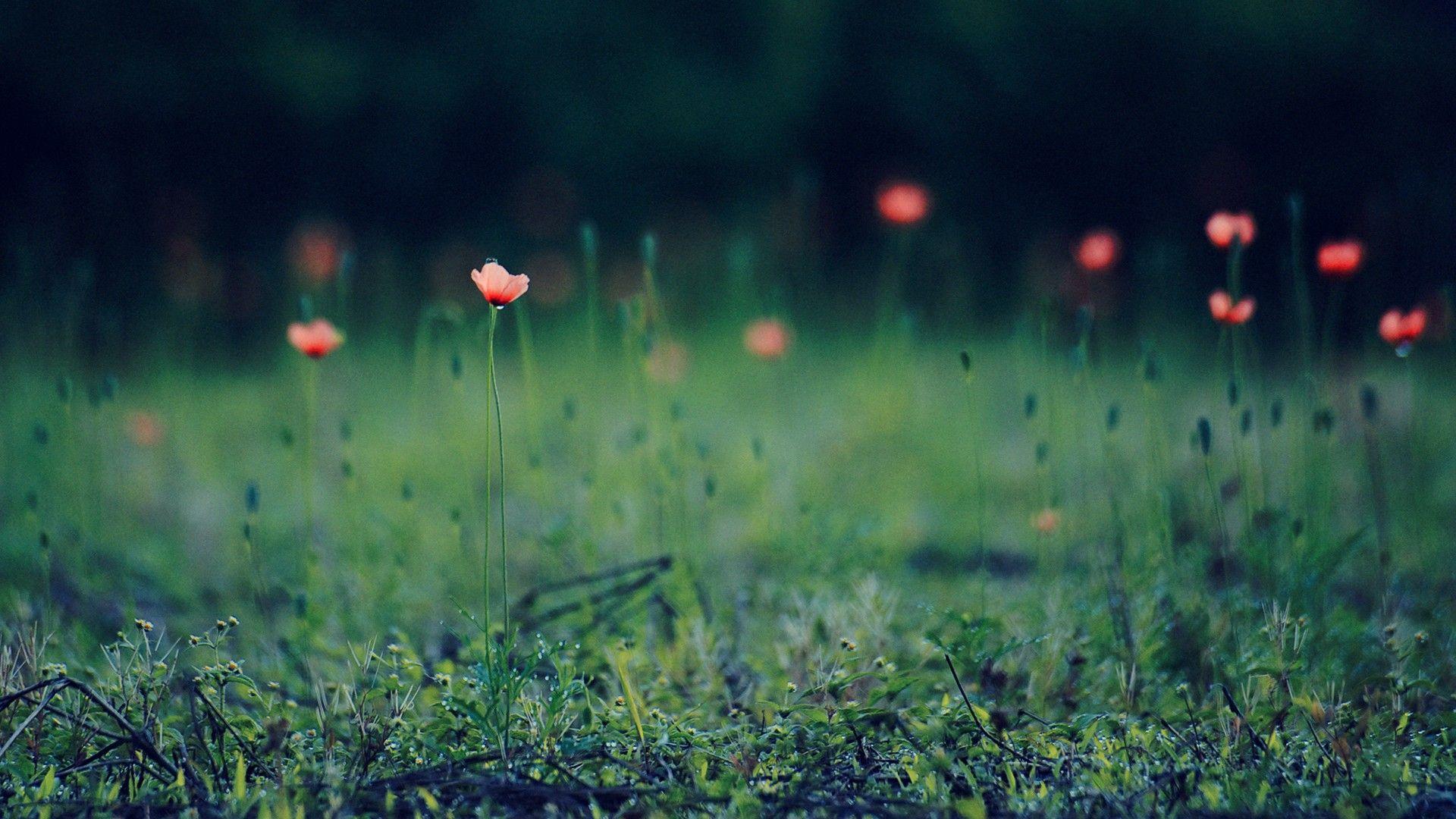 1920x1080 Nature flowers depth of field red flowers wallpaperx1080