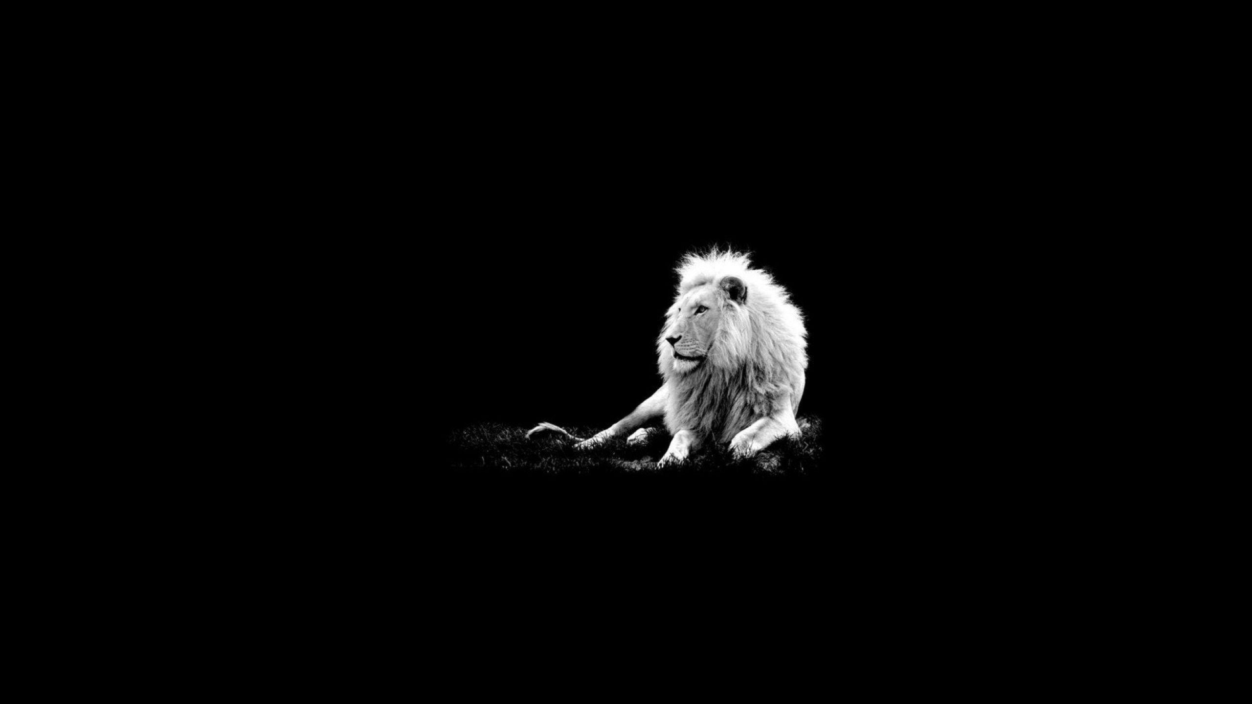 2560x1440 Best Lions Wallpaper