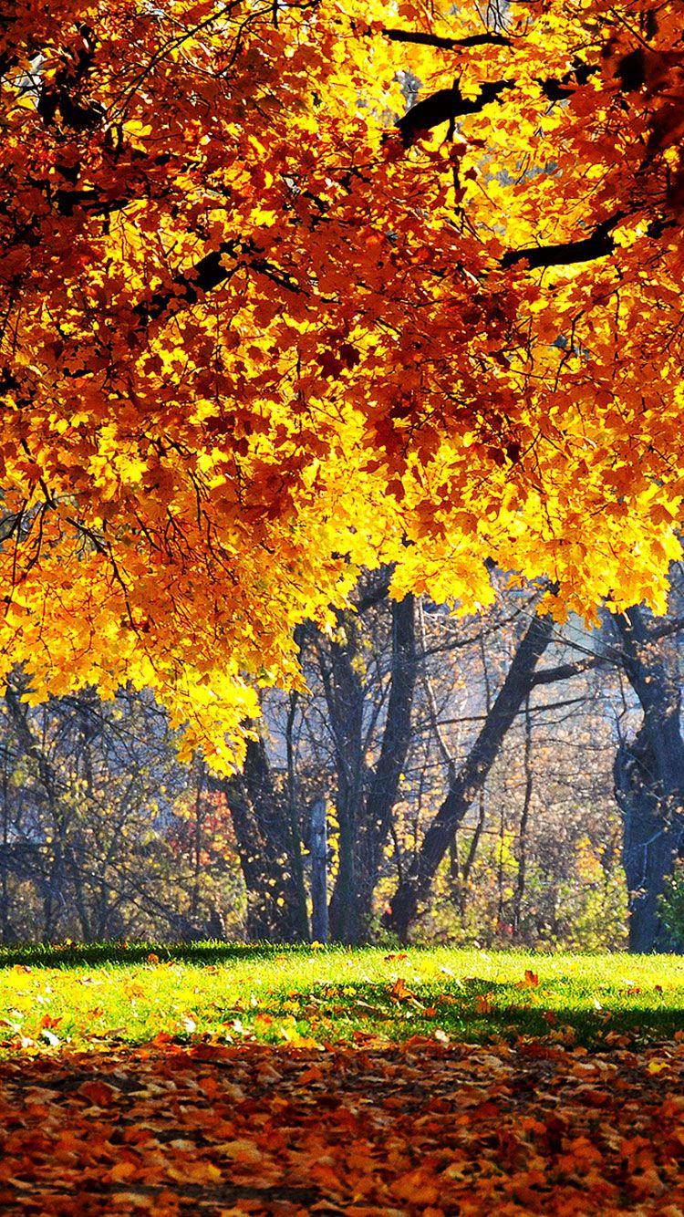 Autumn Iphone Wallpapers Top Free Autumn Iphone