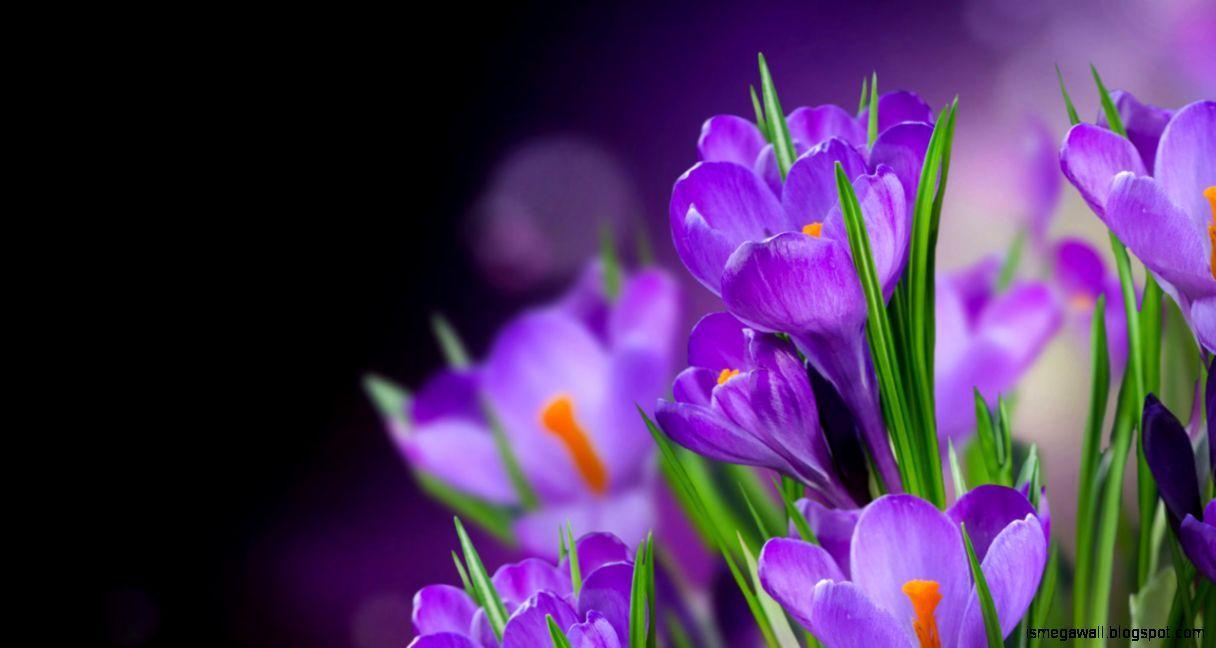 1216x648 Saffron Flower HD Wallpaper