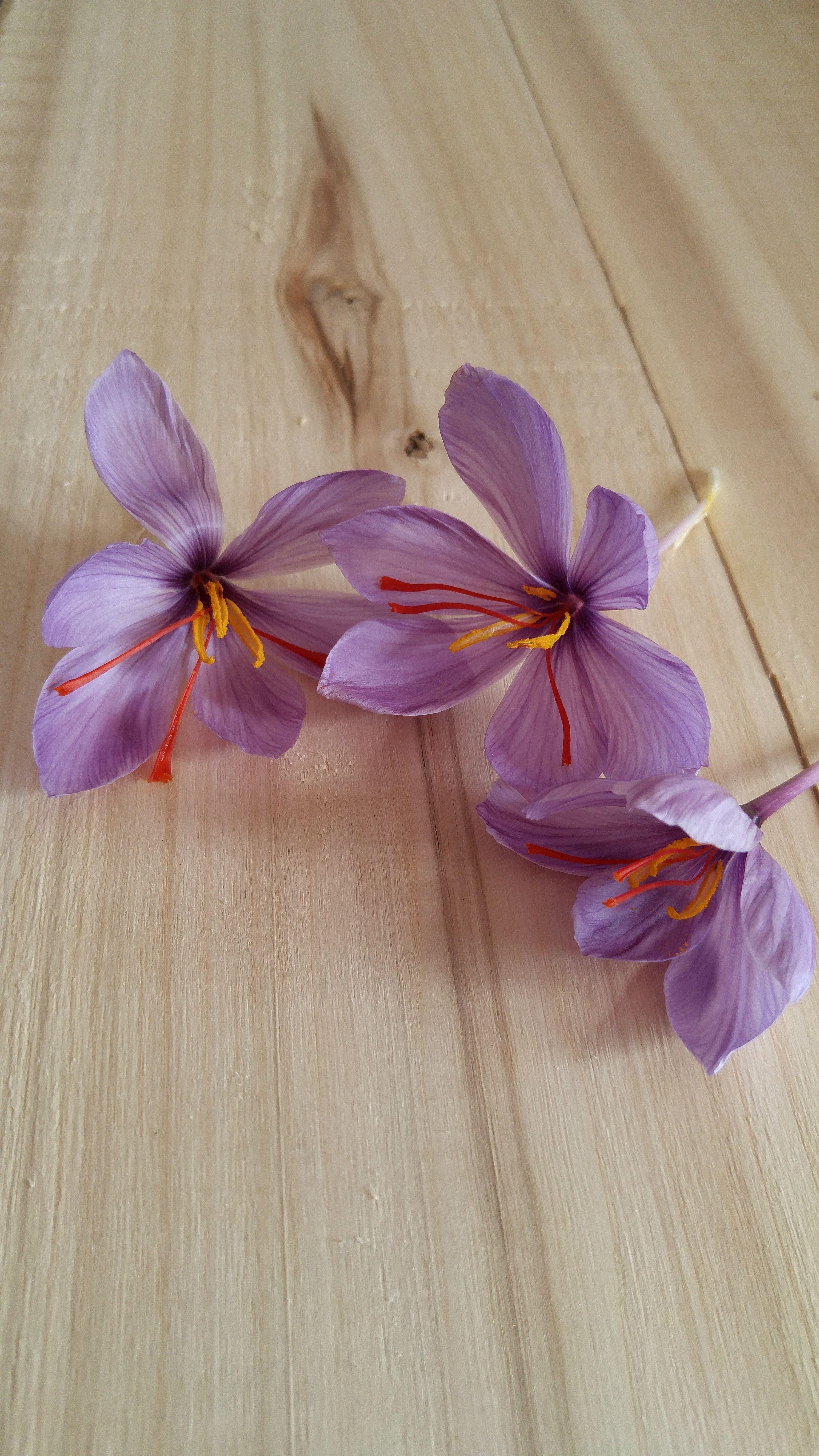 2988x5312 Free of flower, purple, saffron