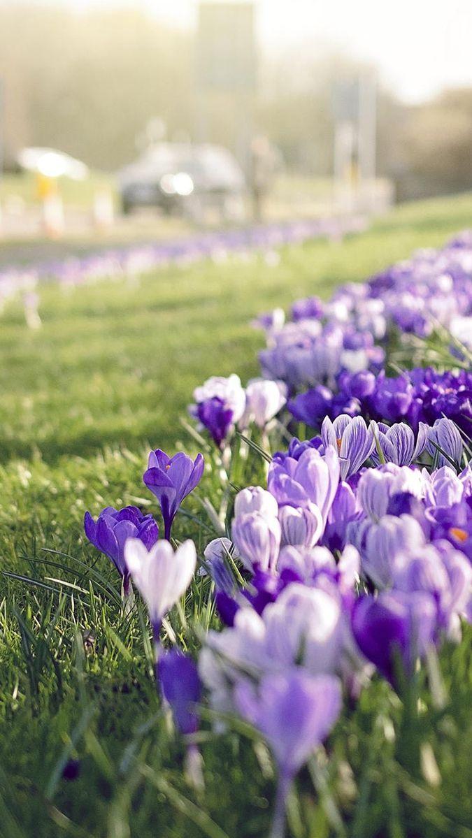 675x1199 Saffron Flowers Grass Focus IPhone Wallpaper. Saffron Flower, IPhone Spring Wallpaper, Spring Wallpaper