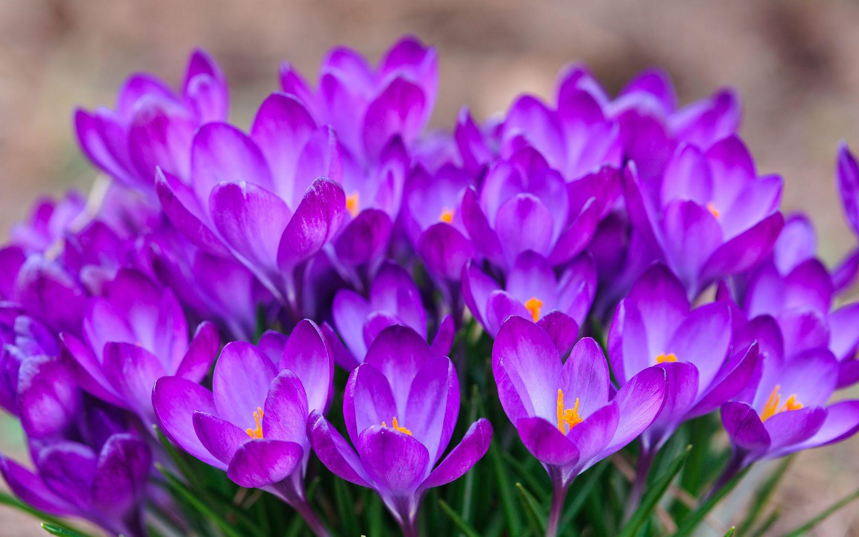 1680x1050 Saffron Crocus Wallpaper Image Photo Picture Background