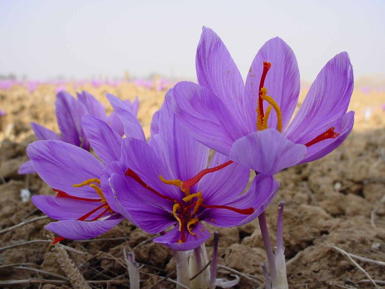 1600x1200 Saffron Tag wallpaper Saffron Flowers Leafs Safflower Petals