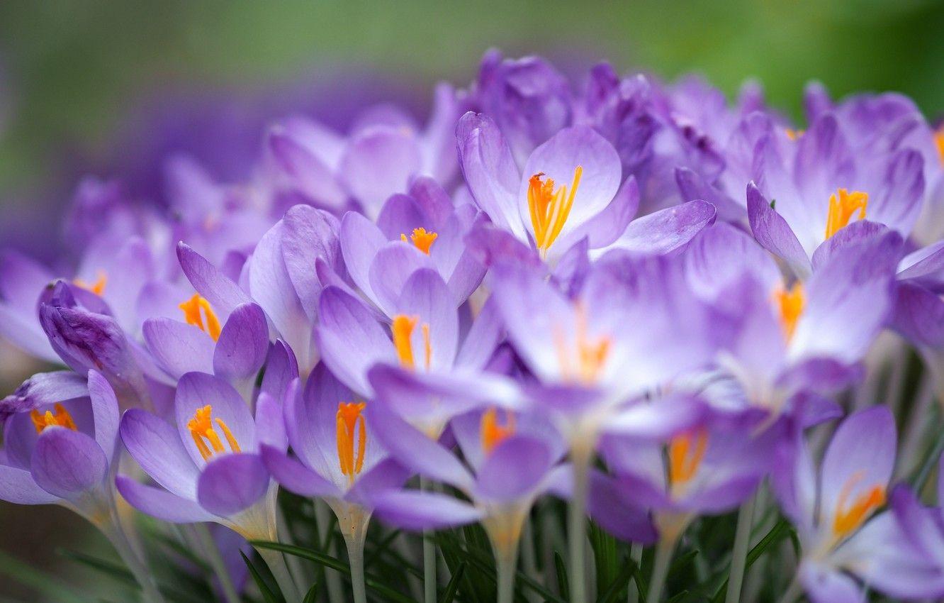 1332x850 Wallpaper macro, crocuses, a lot, saffron image for desktop, section цветы