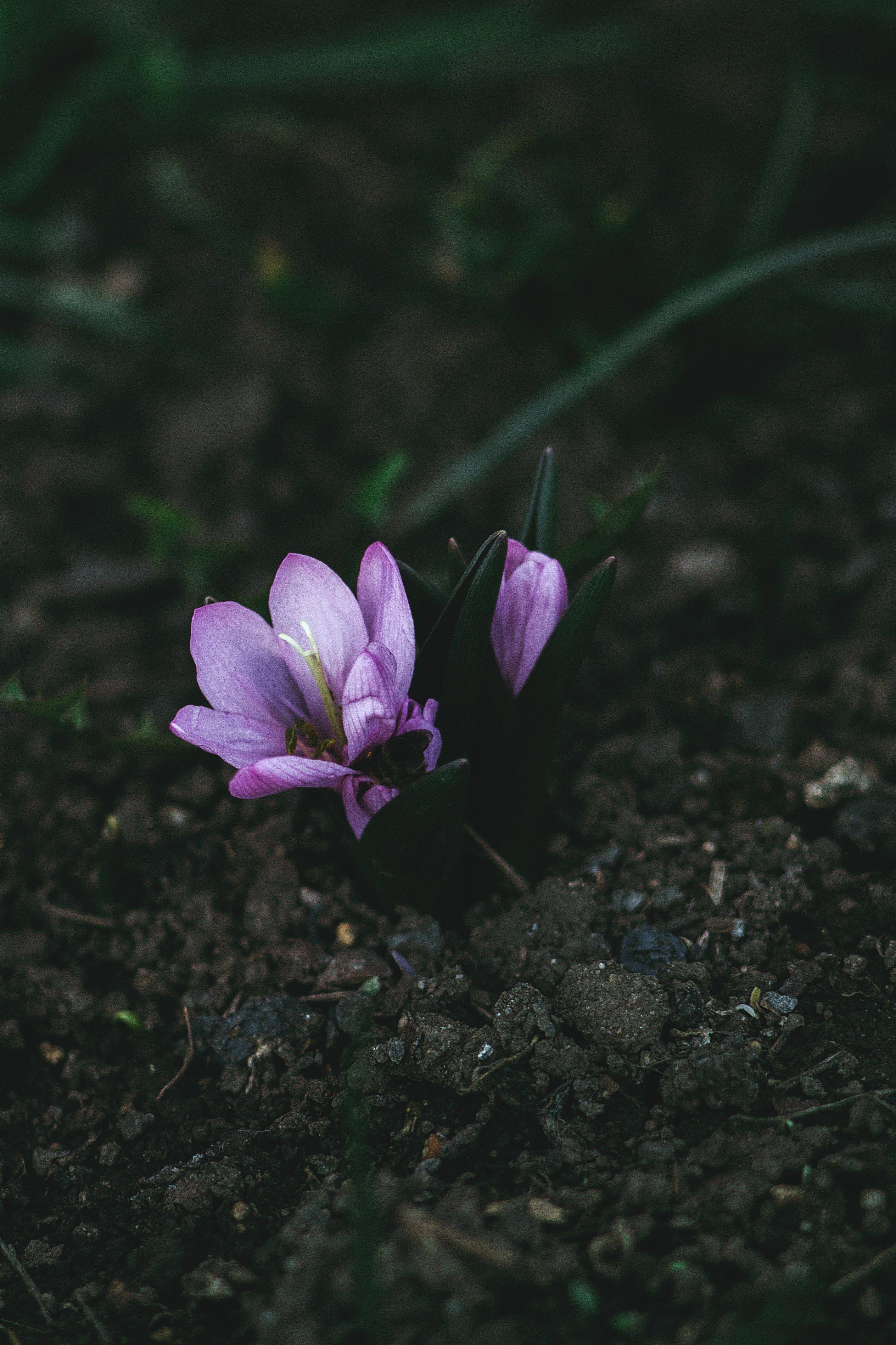 2848x4272 Wallpaper / beauty saffron crocu and bee HD 4k wallpaper