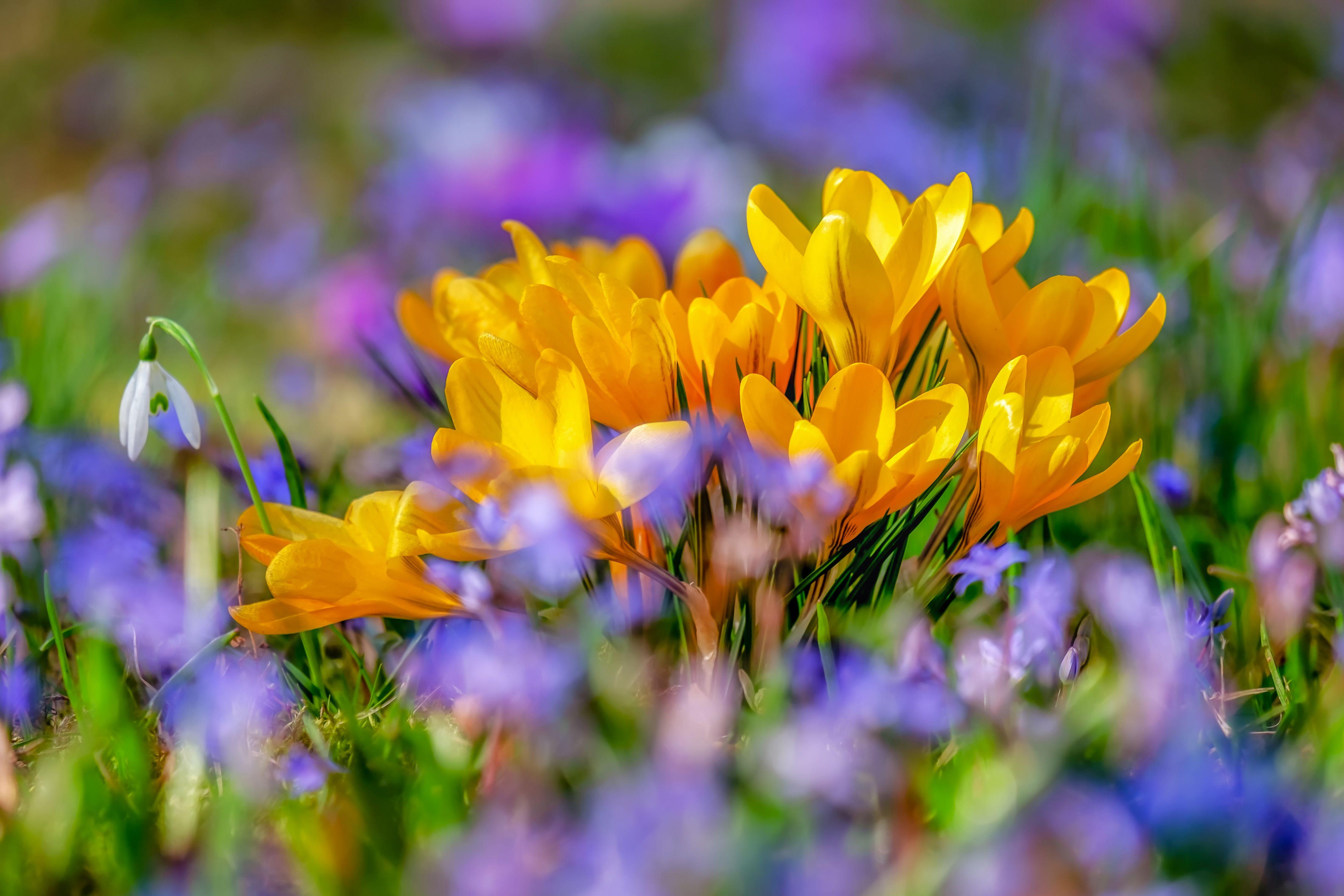 4896x3264 Saffron flowers 4K Wallpaper, Yellow flowers, Crocus flower, Bokeh, Colorful, 5K, Flowers