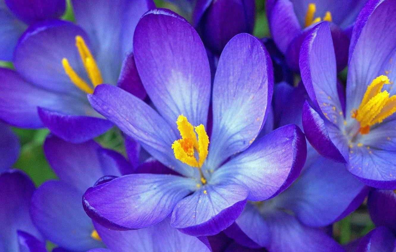 1332x850 Wallpaper macro, petals, crocuses, saffron image for desktop, section цветы