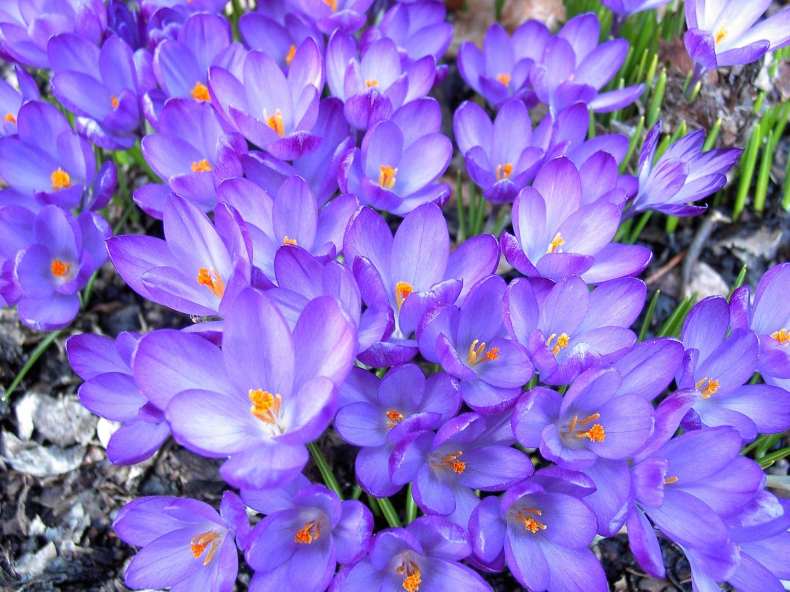 1600x1200 Saffron flowers in the forest Desktop wallpaper 1600x1200