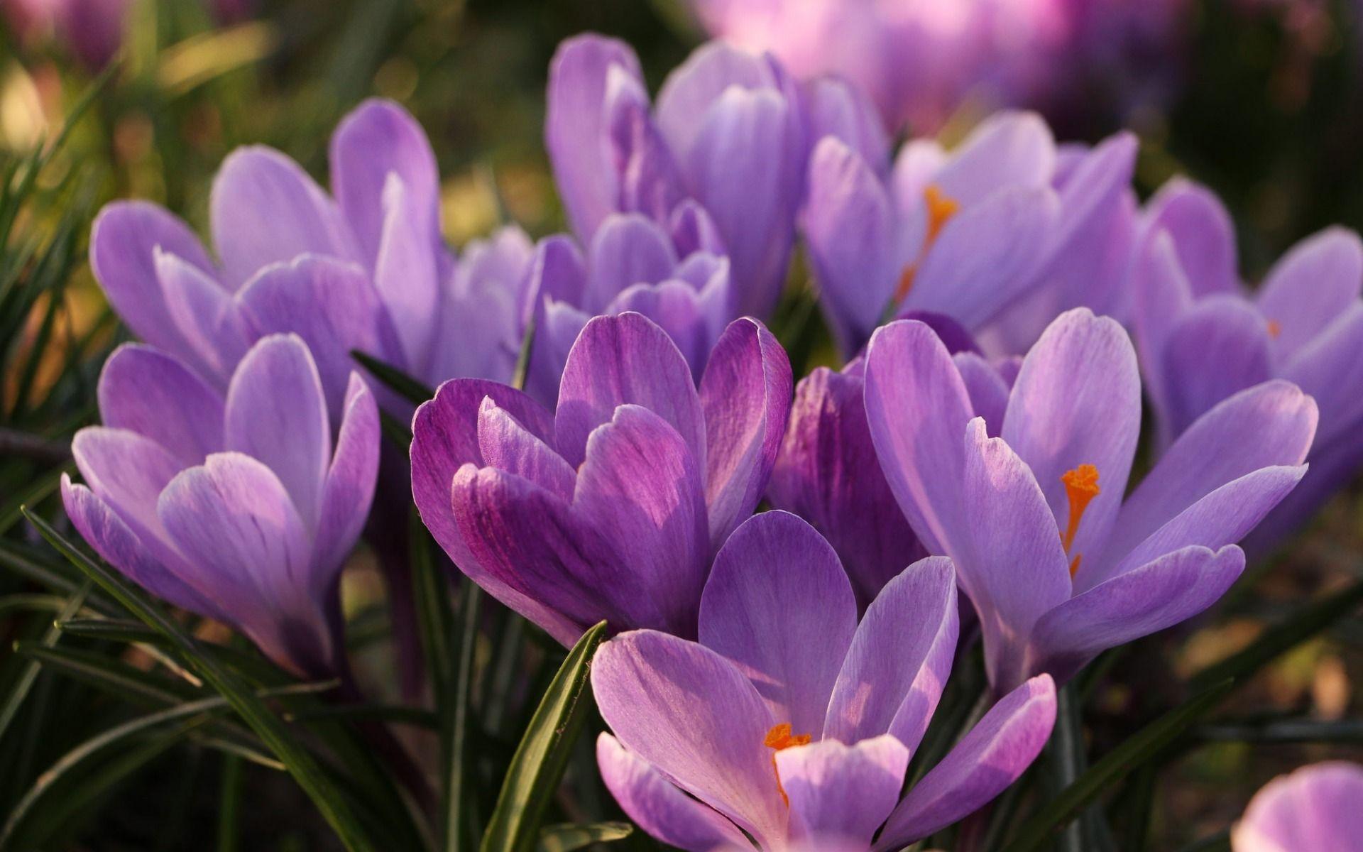1920x1200 Crocuses, Purple Spring Flowers, Spring, Saffron, Wild Fiori Selvatici