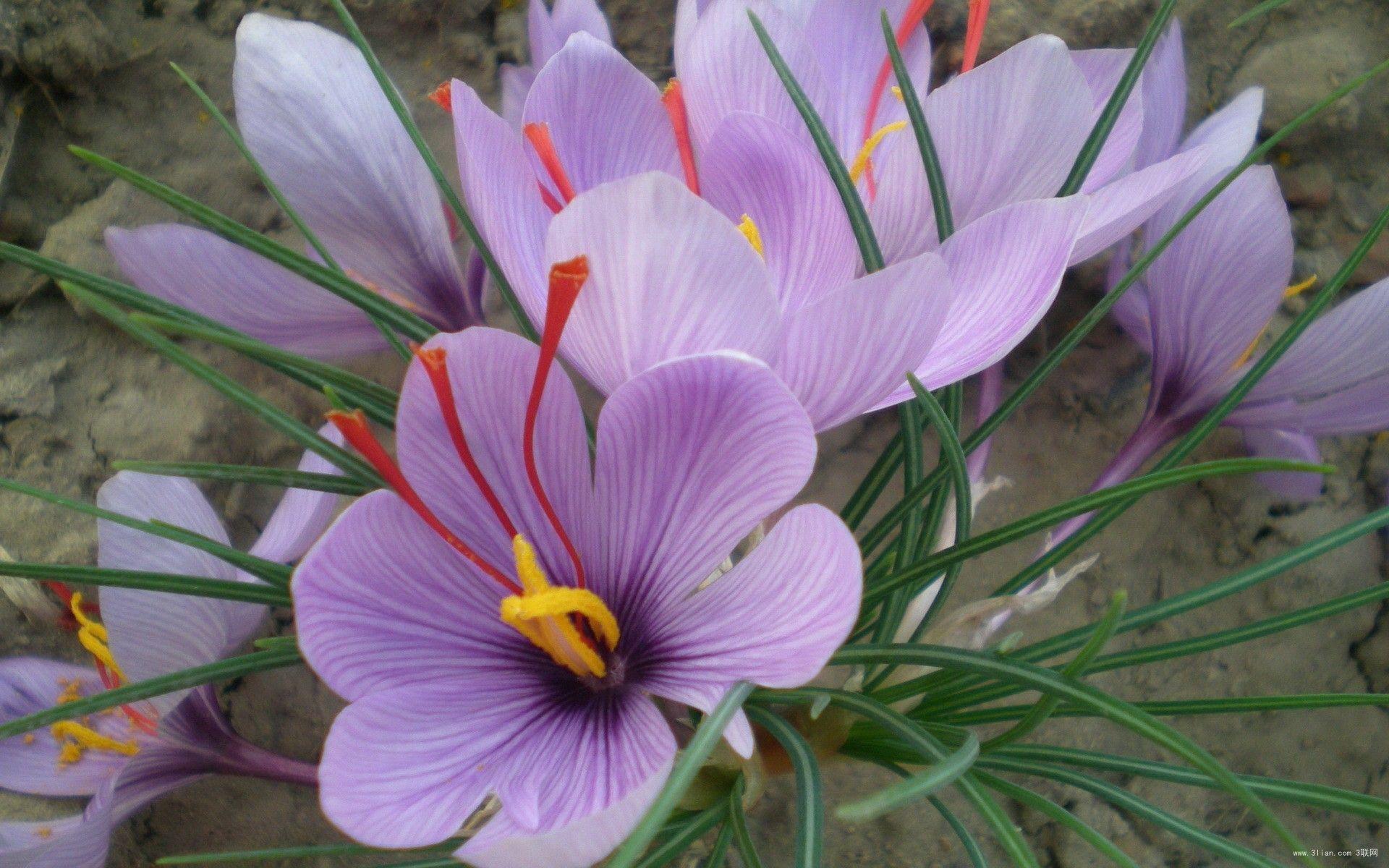 1920x1200 Saffron Crocus Wallpaper