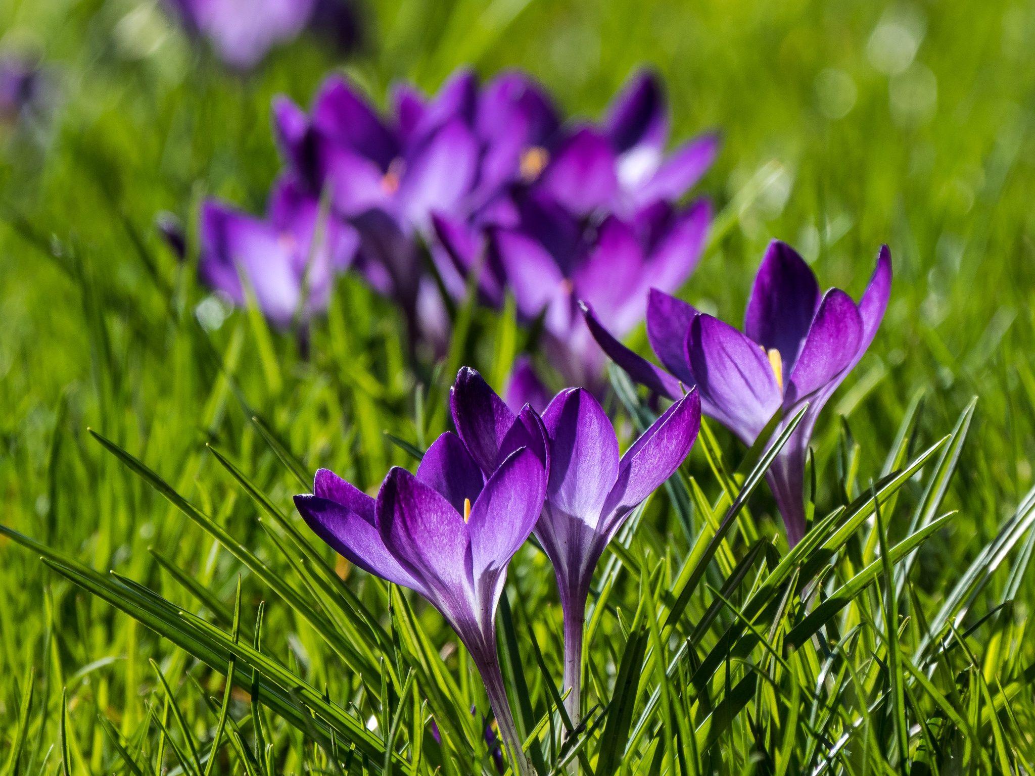 2048x1536 Wallpaper download flowers, spring, crocuses, bokeh, saffron resolution 2048x1536