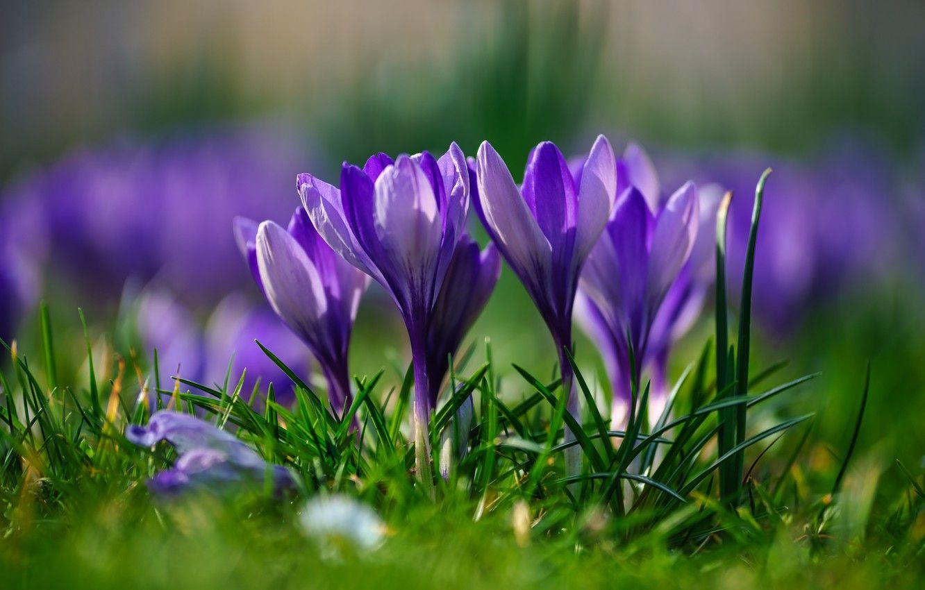 Saffron Wallpapers - Top Free Saffron Backgrounds - WallpaperAccess