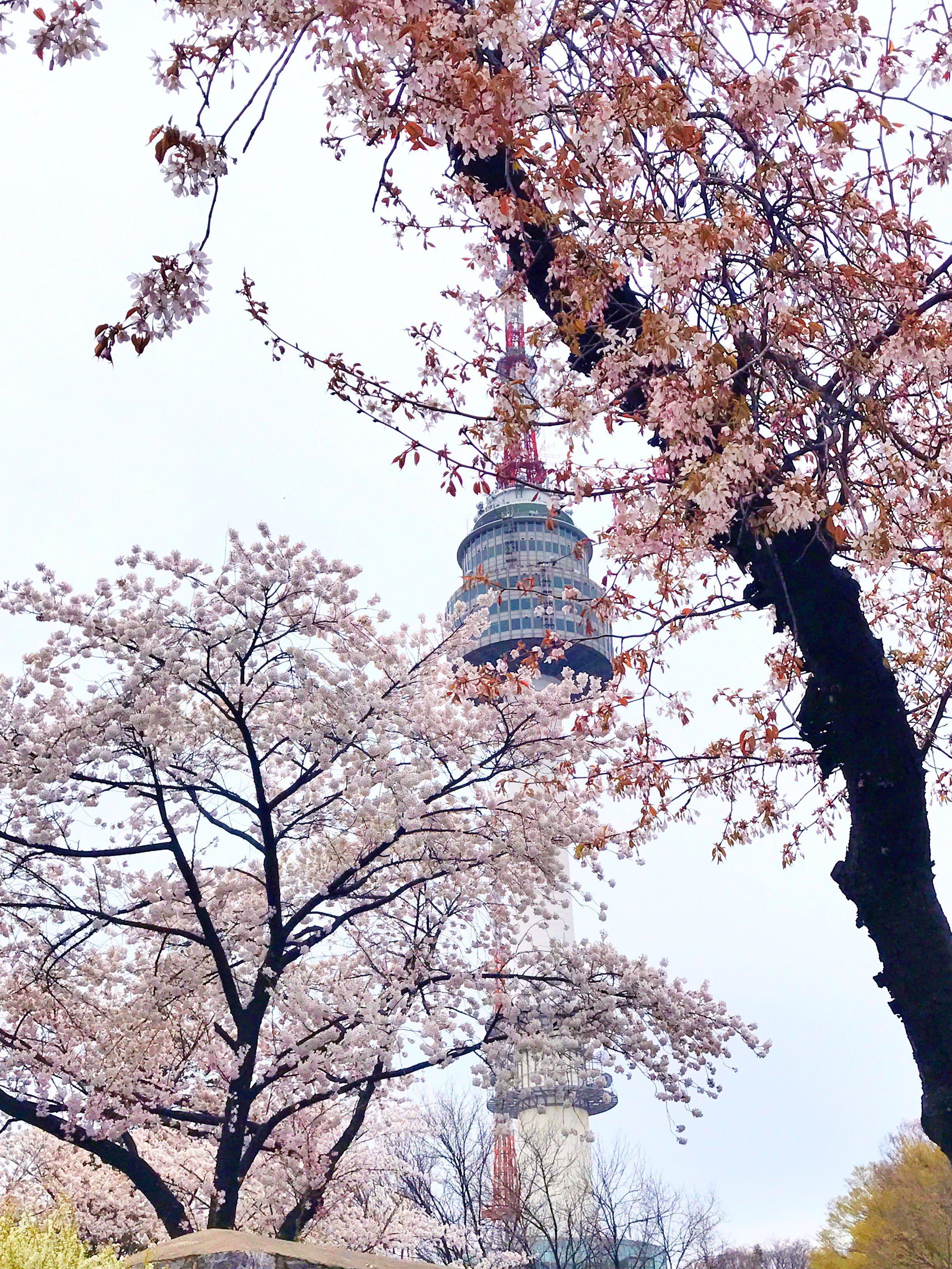 2450x3266 Namsan tower and cherry blossoms