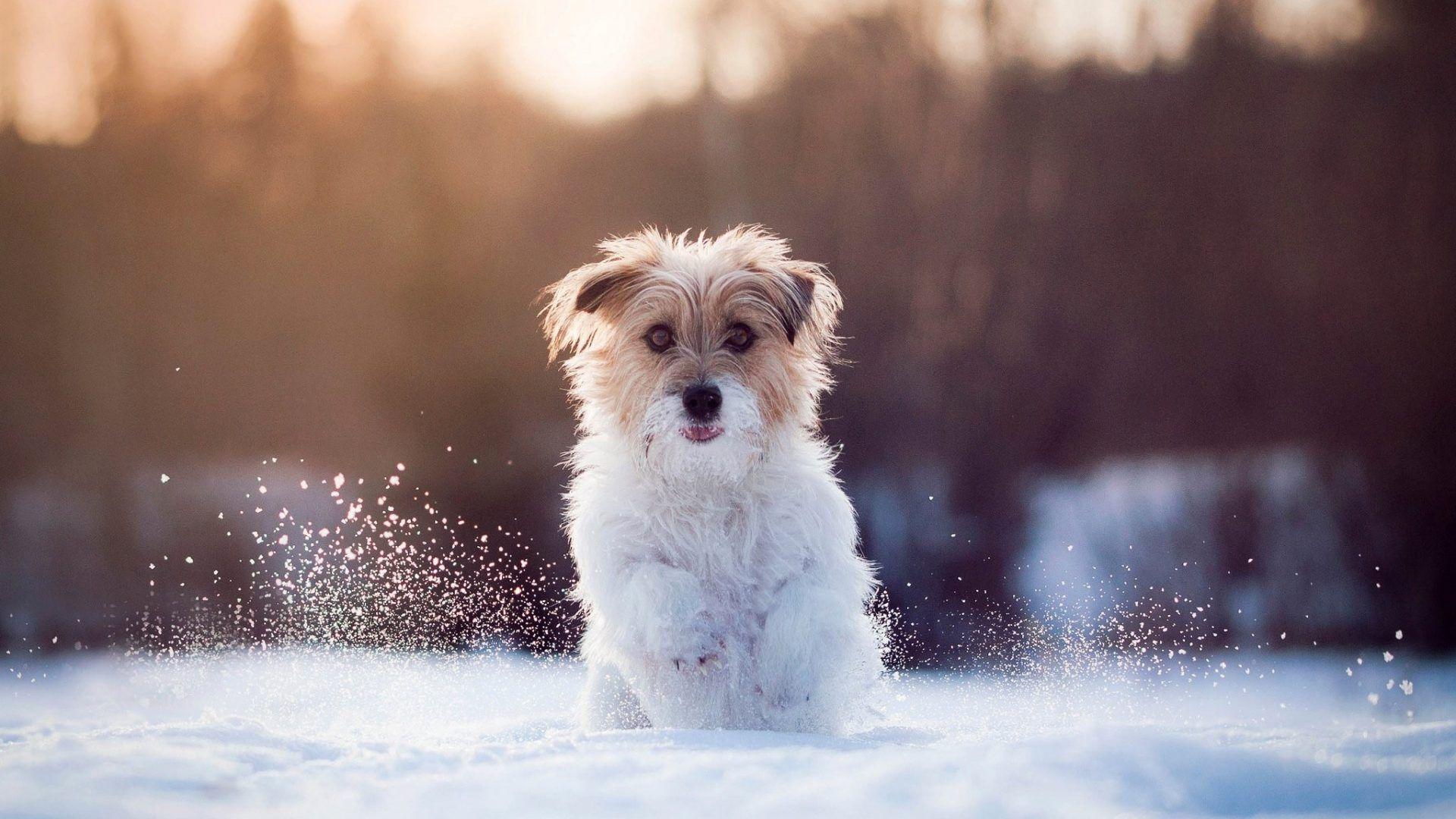 20++ Cute Dog Winter Wallpaper - Basty Wallpaper