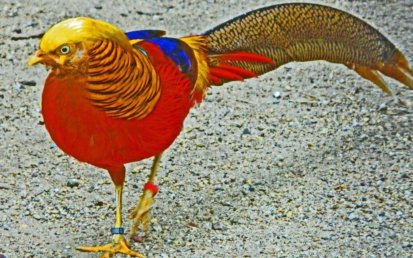 1440x900 Golden Pheasant Amazing Desktop New HD Wallpaper. Golden pheasant, Pheasant, Wallpaper