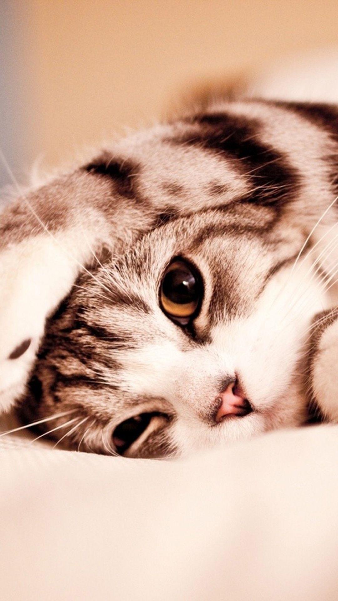 Cute Cat Mobile Wallpapers - Top Free Cute Cat Mobile Backgrounds ...