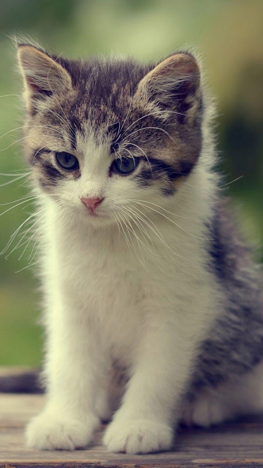 Cute Cat Mobile Wallpapers - Top Free Cute Cat Mobile Backgrounds -  WallpaperAccess