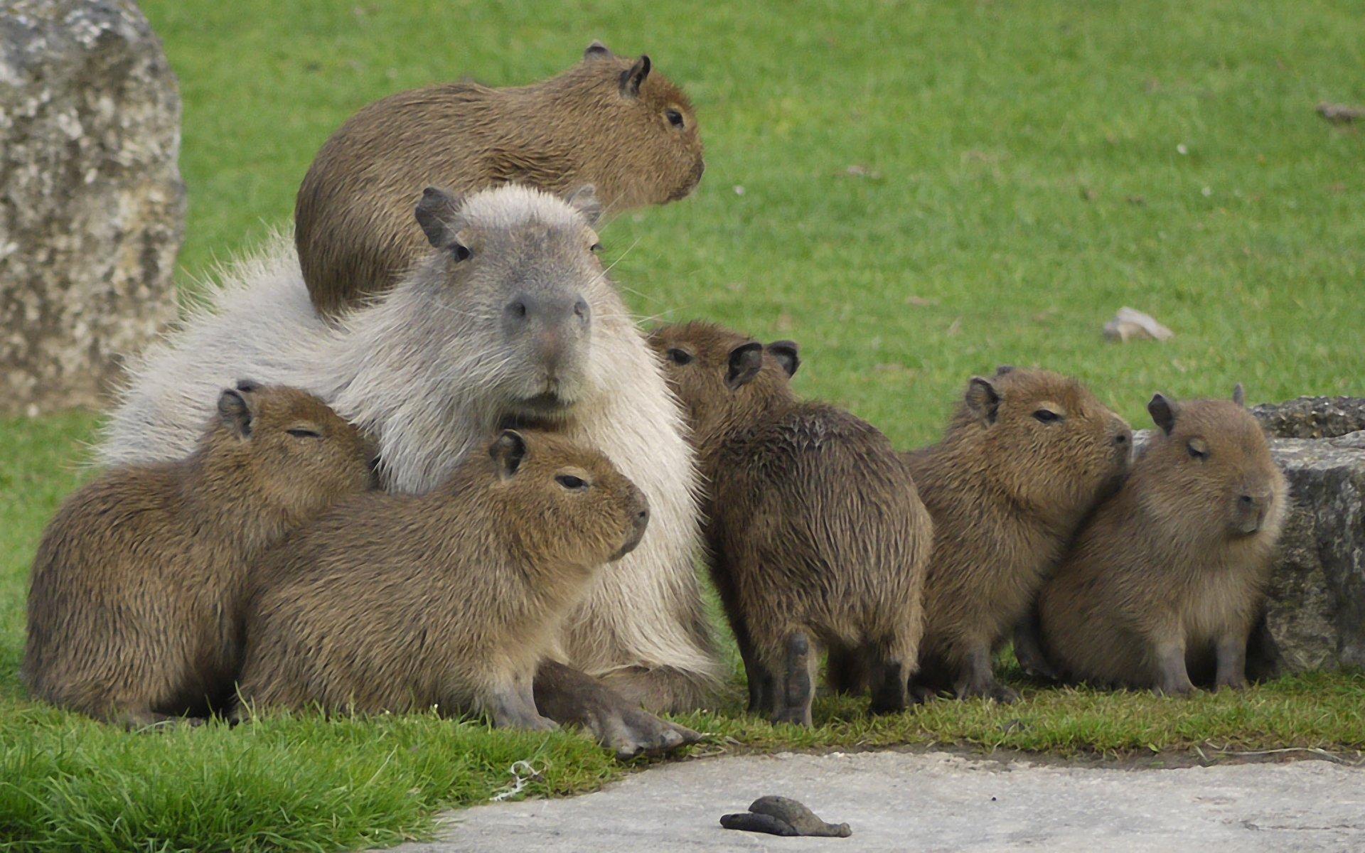 100 Quality Creative Capybara Cute Capybara HD wallpaper  Pxfuel