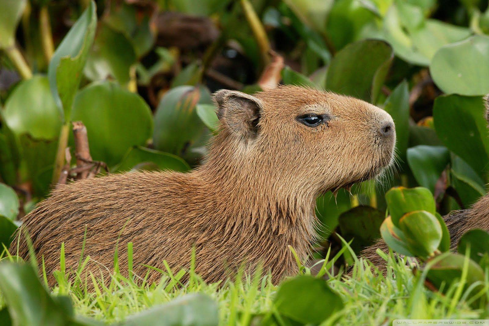 Wallpaper Animal Capybara APK for Android Download