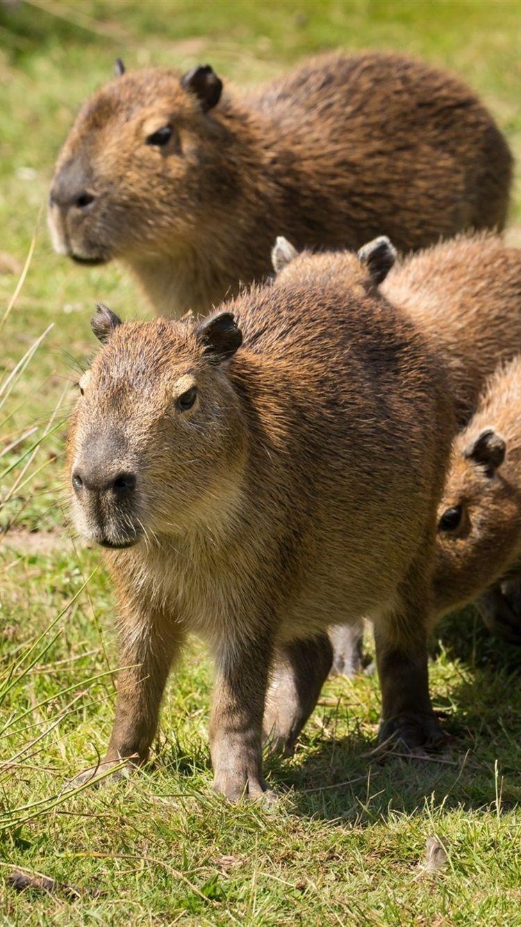 Capybara wallpaper APK for Android Download