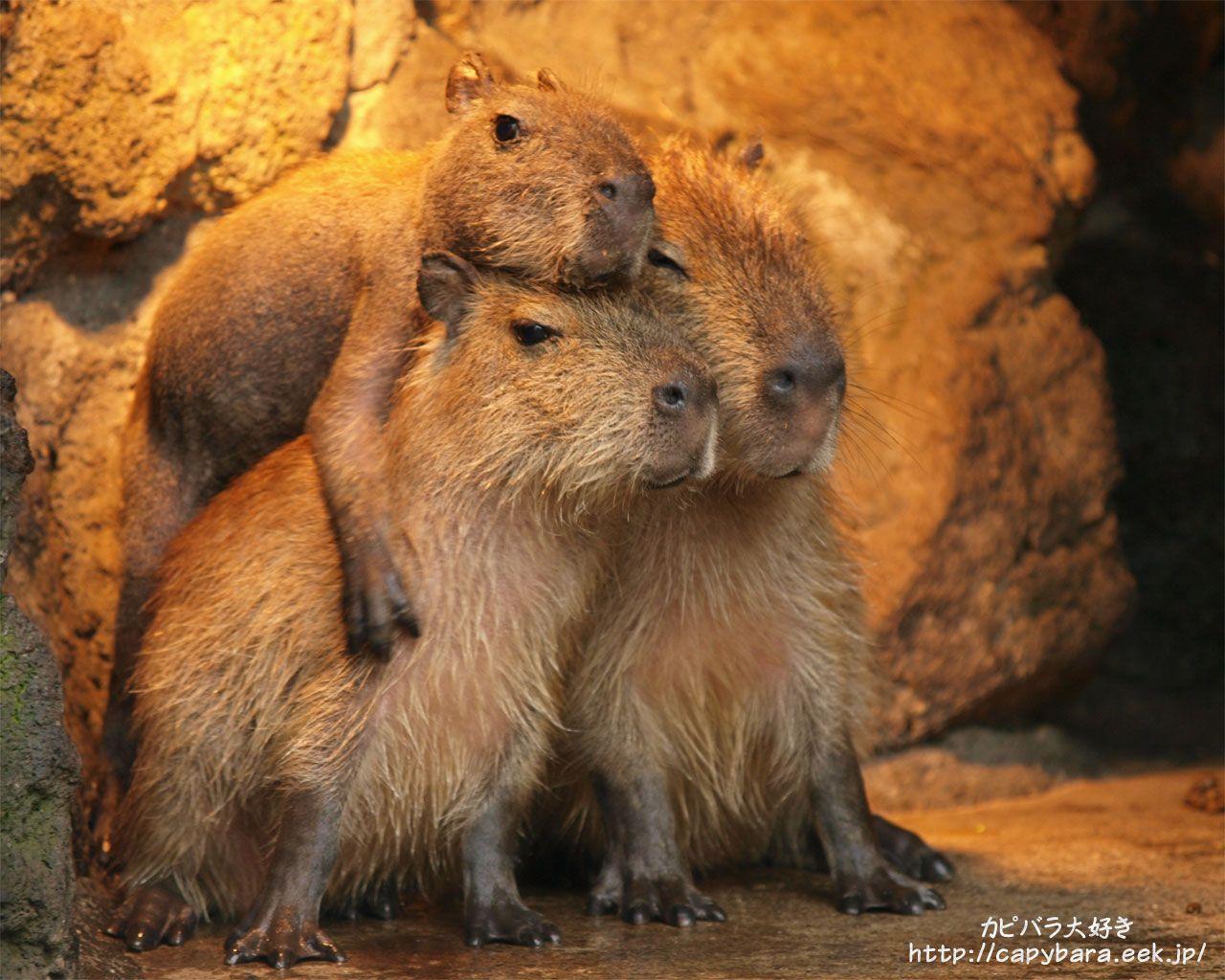 HD wallpaper capybara muzzle backgrounds nose download 3840x2400  capybara  Wallpaper Flare
