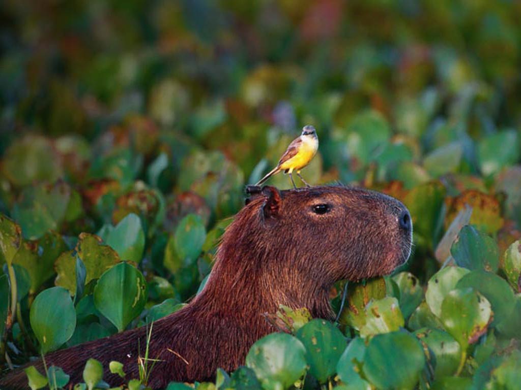 HD wallpaper animals capybara close up cute eat fur grass group  hydrochoerus hydrochaeris  Wallpaper Flare