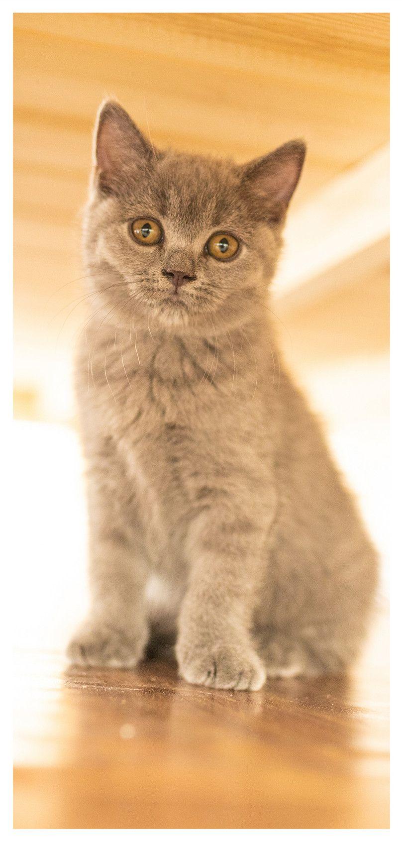 808x1692 Cat Cute Mobile Wallpaper