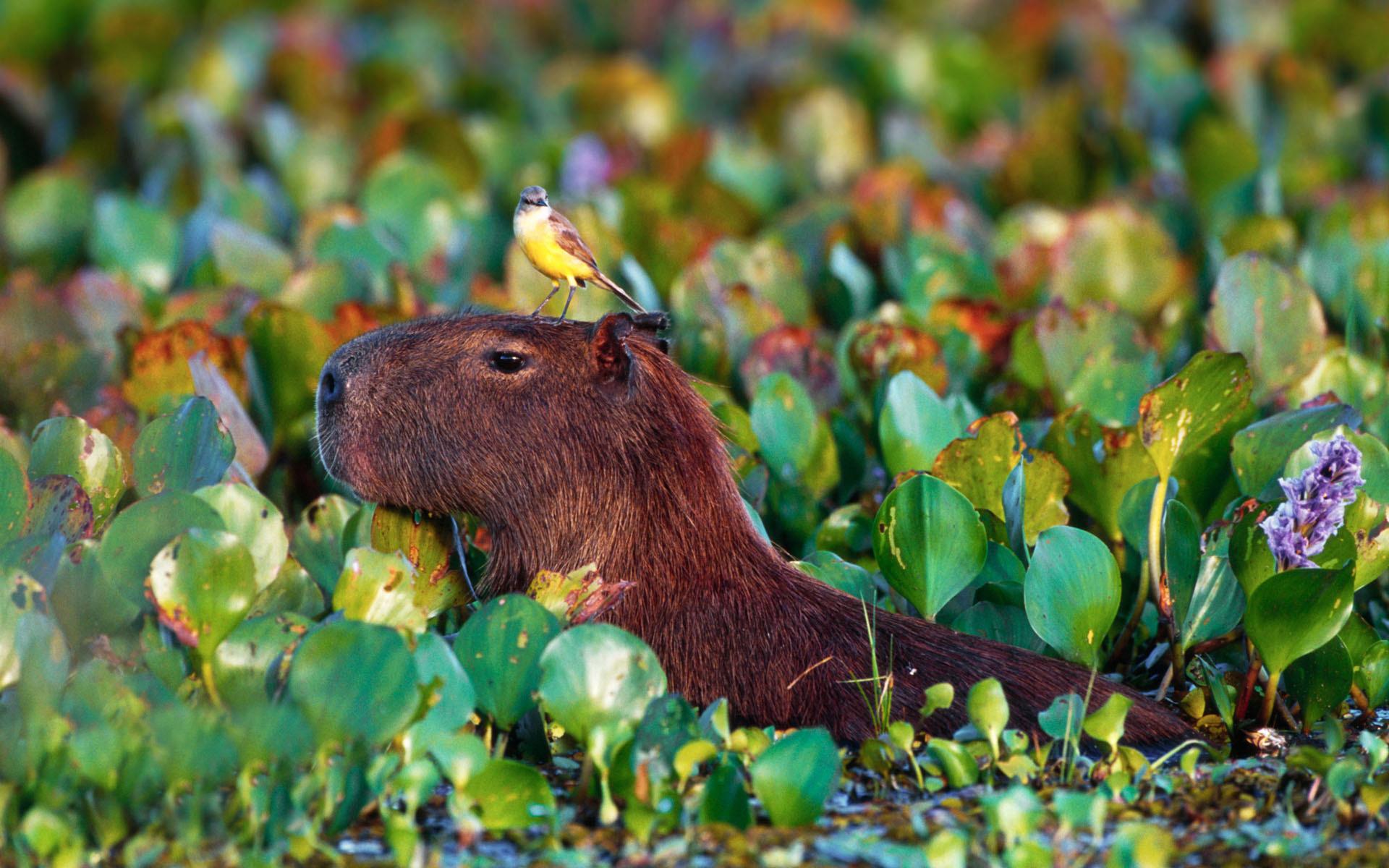Capybara HD wallpapers  Pxfuel