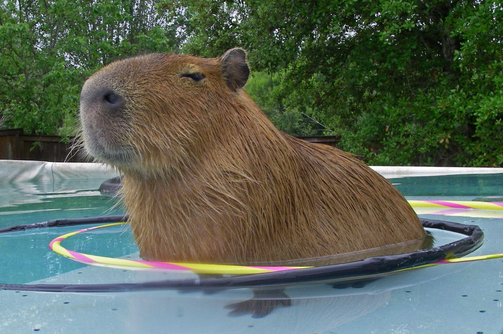 Capybara animation cuteanimation cuteart kawaiiart animations  animationart  Instagram
