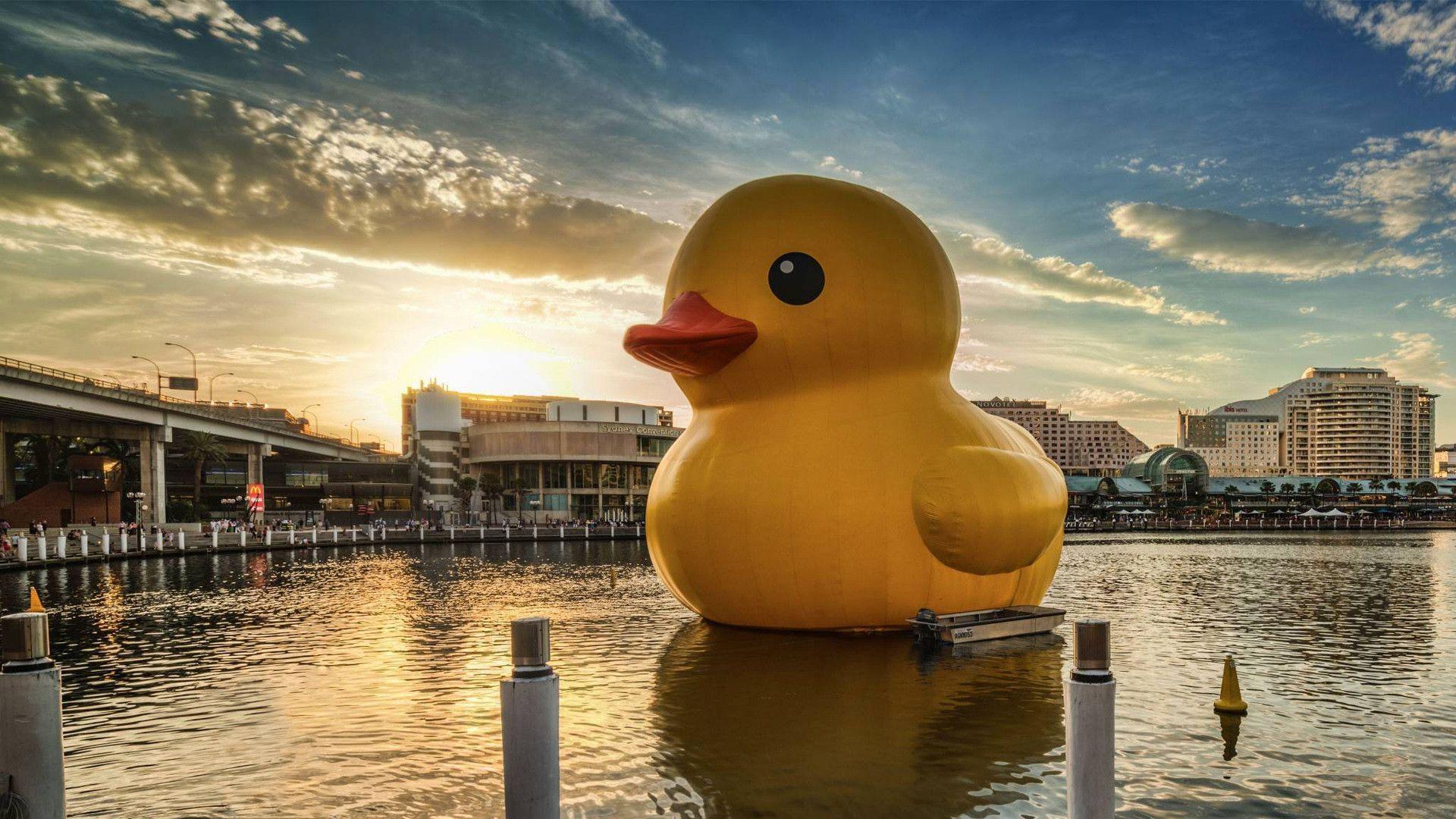 1920x1080 Full HD p Duck Wallpaper HD Desktop Background x. Duck wallpaper, Duck art, Rubber duck