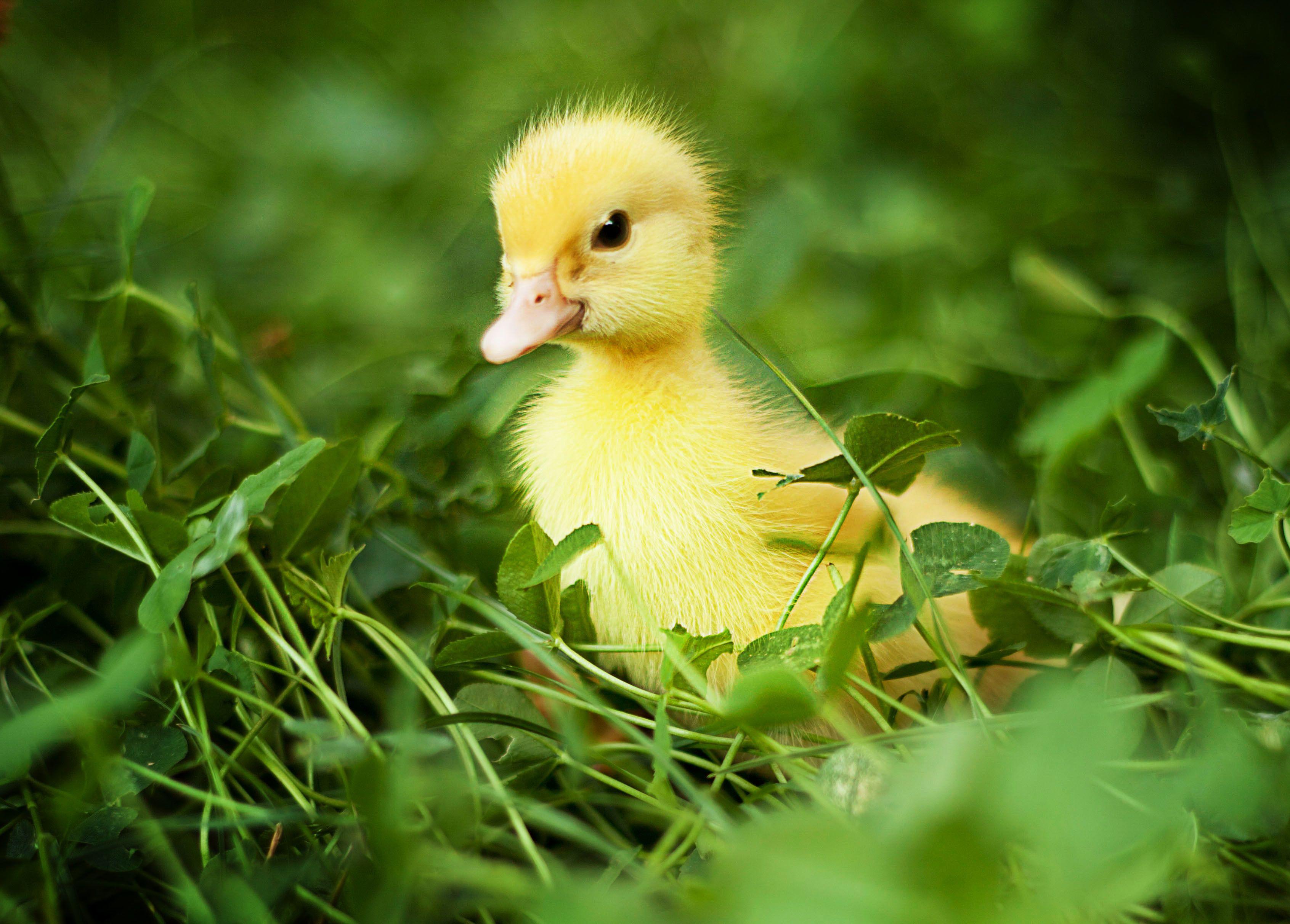 3384x2424 Duckling Background HD. HD Wallpaper, 3D HD Wallpaper Love and Colorful HD Wallpaper Stormtrooper