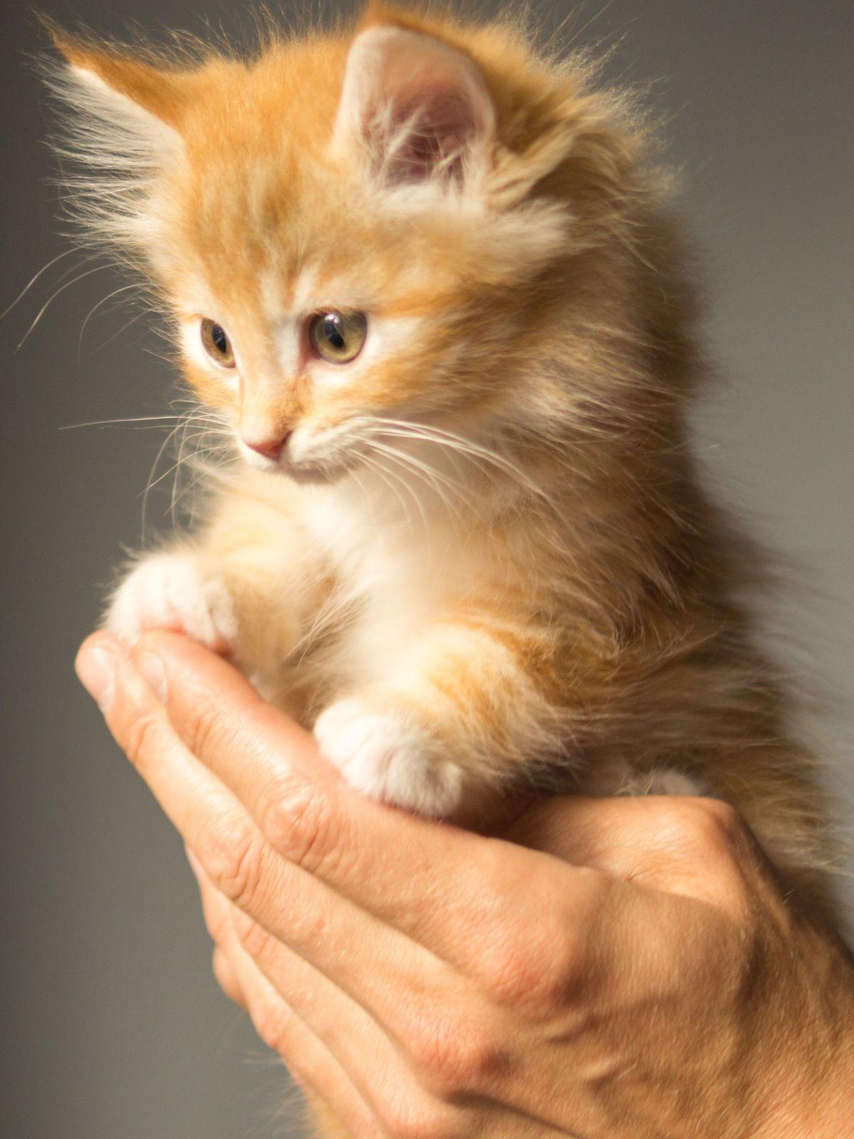 1200x1600 Cute Kitten Cat Mobile Wallpaper