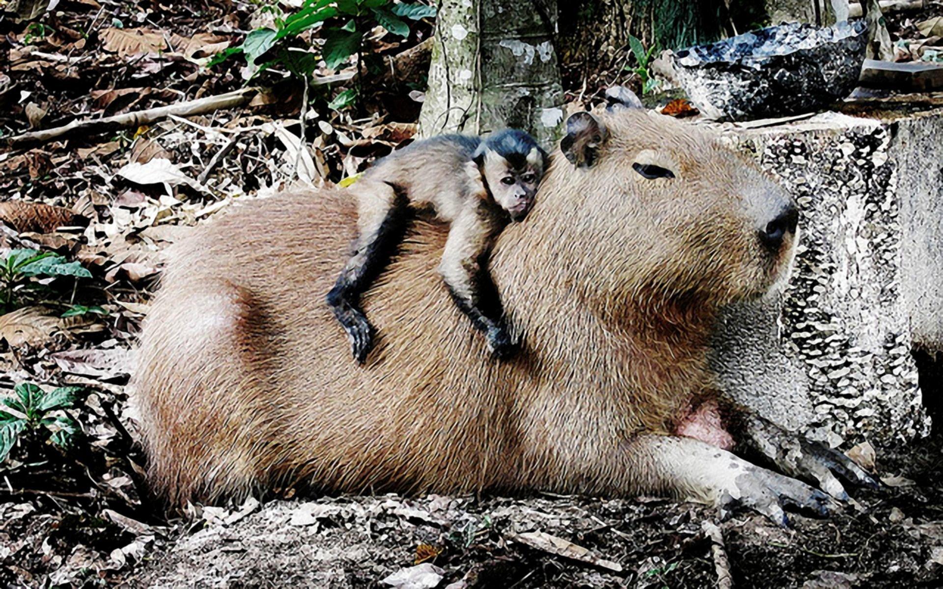 Cute Capybara Wallpaper