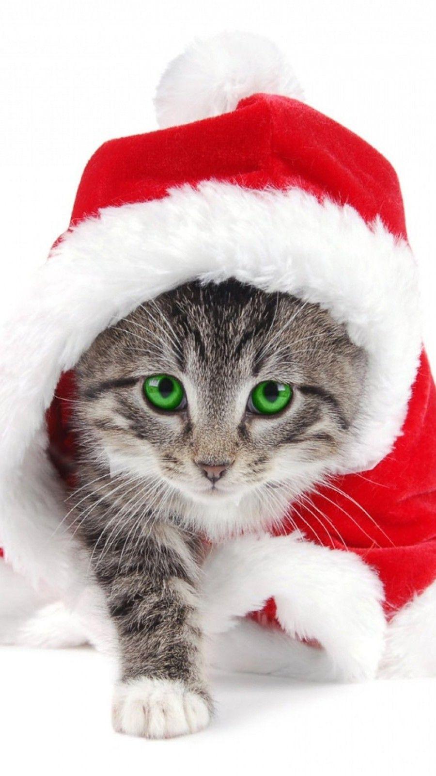 900x1600 Christmas Santa Claus Cute Cat mobile wallpaper